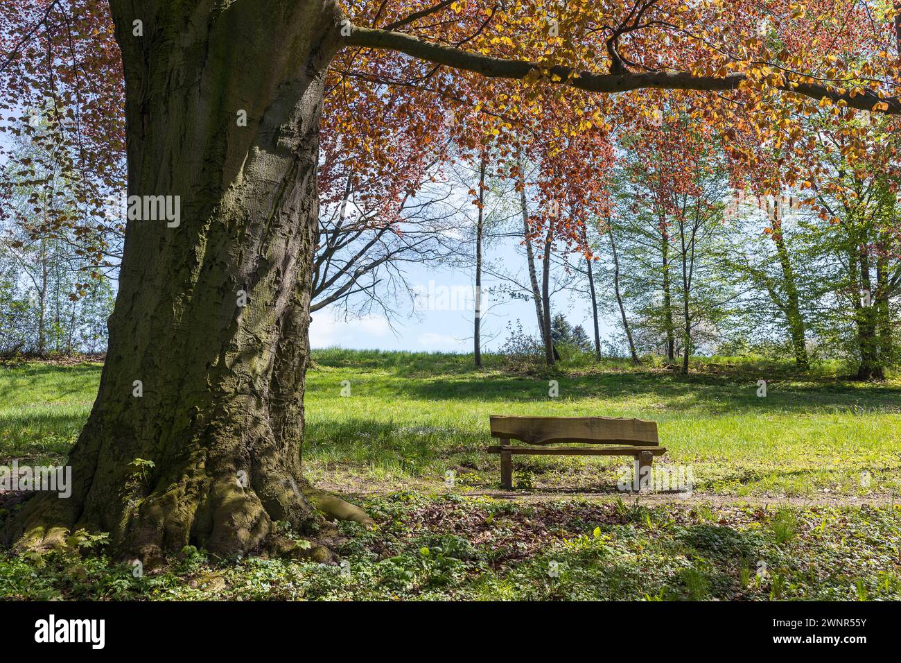 Blutbuche Fagus sylvatica f. purpurea, mit erstem Frühlingslaub im Park vom Rittergut Tanneberg, Klipphausen, Sachsen, Deutschland *** Europäische Buche Stockfoto