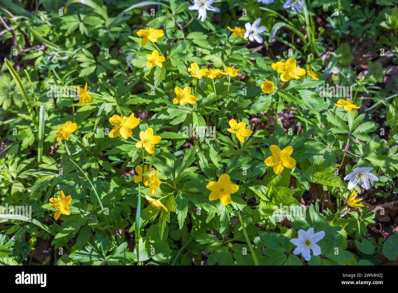 Gelbe Holzanemone ein sonniger Frühlingstag Stockfoto
