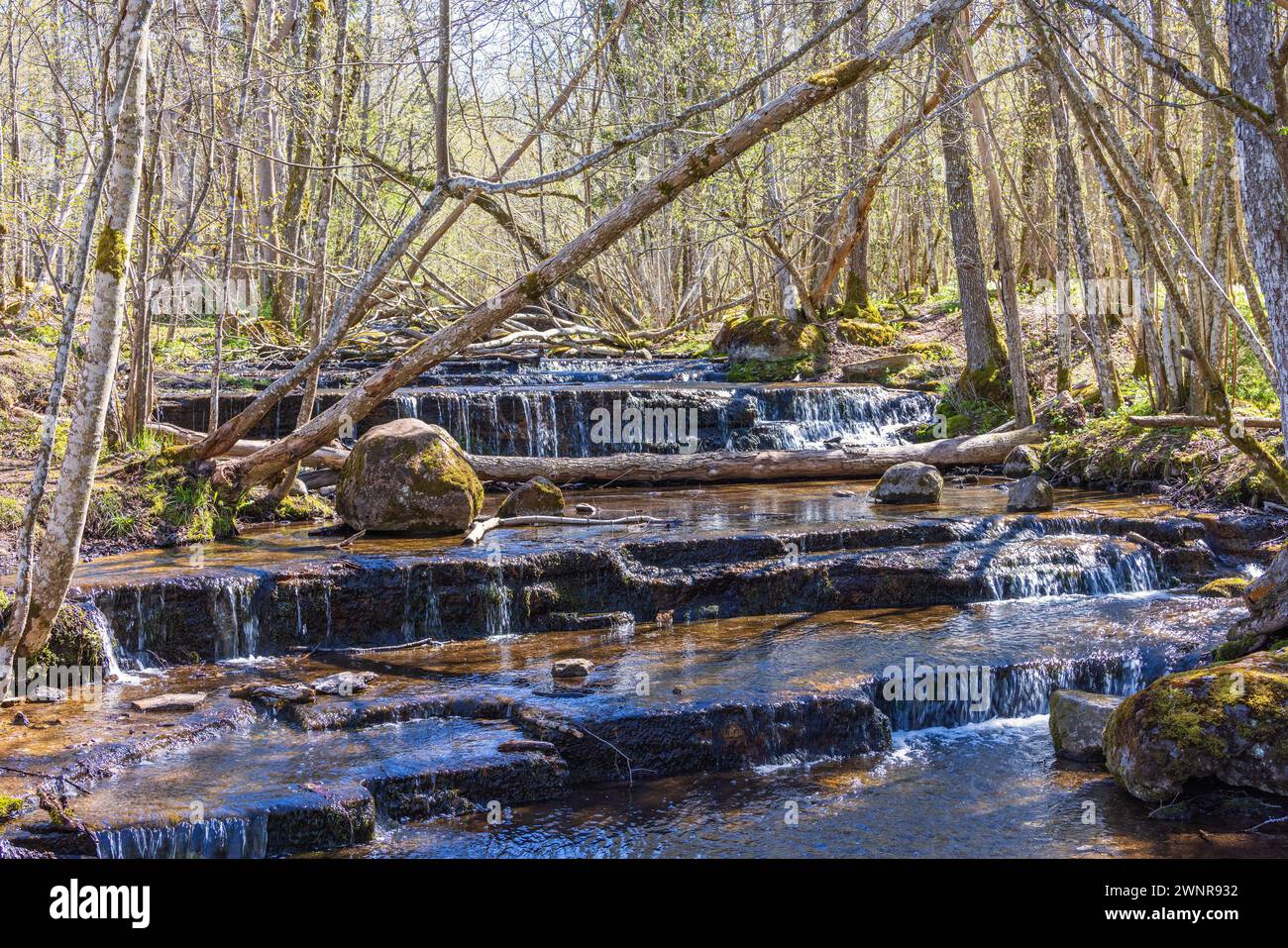 Creek mit kleinen Wasserfällen in einem Wald ein sonniger Frühlingstag Stockfoto