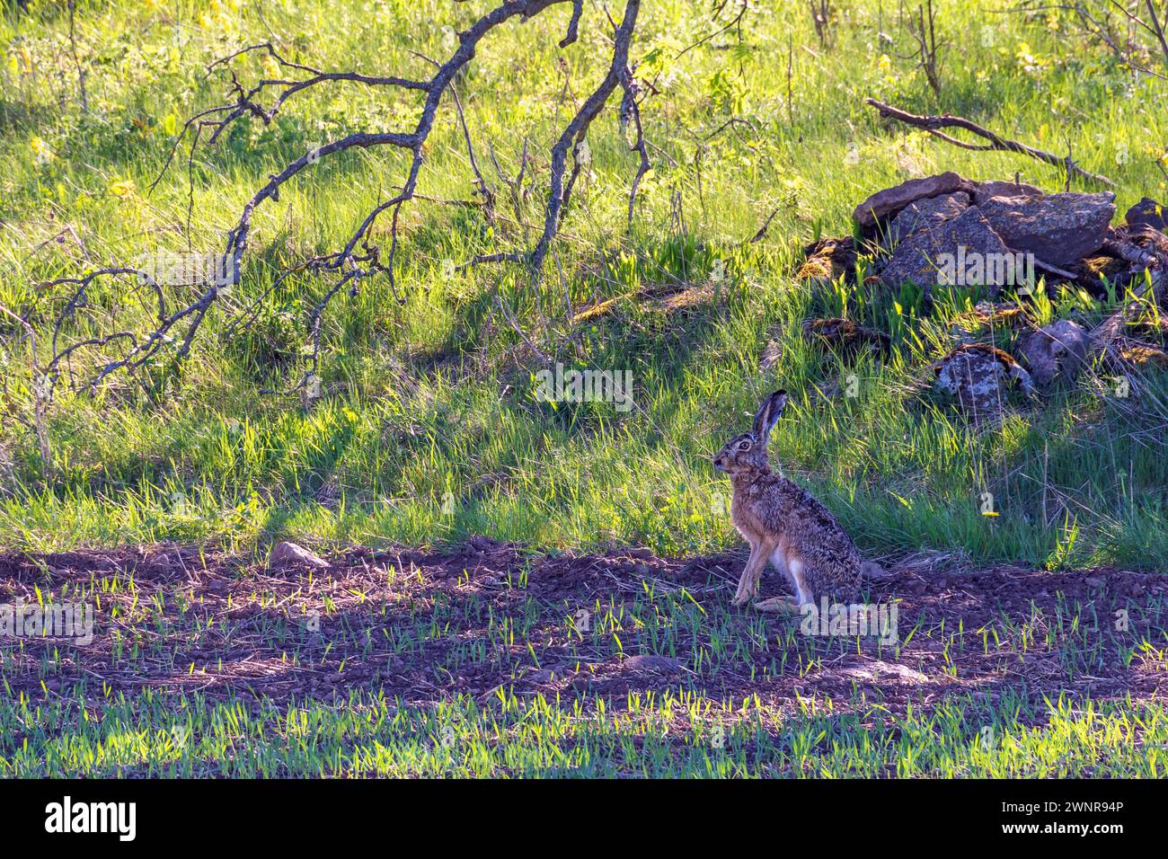 Hase sitzt im Schatten auf einem bewirtschafteten Feld an einem sonnigen Frühlingstag Stockfoto