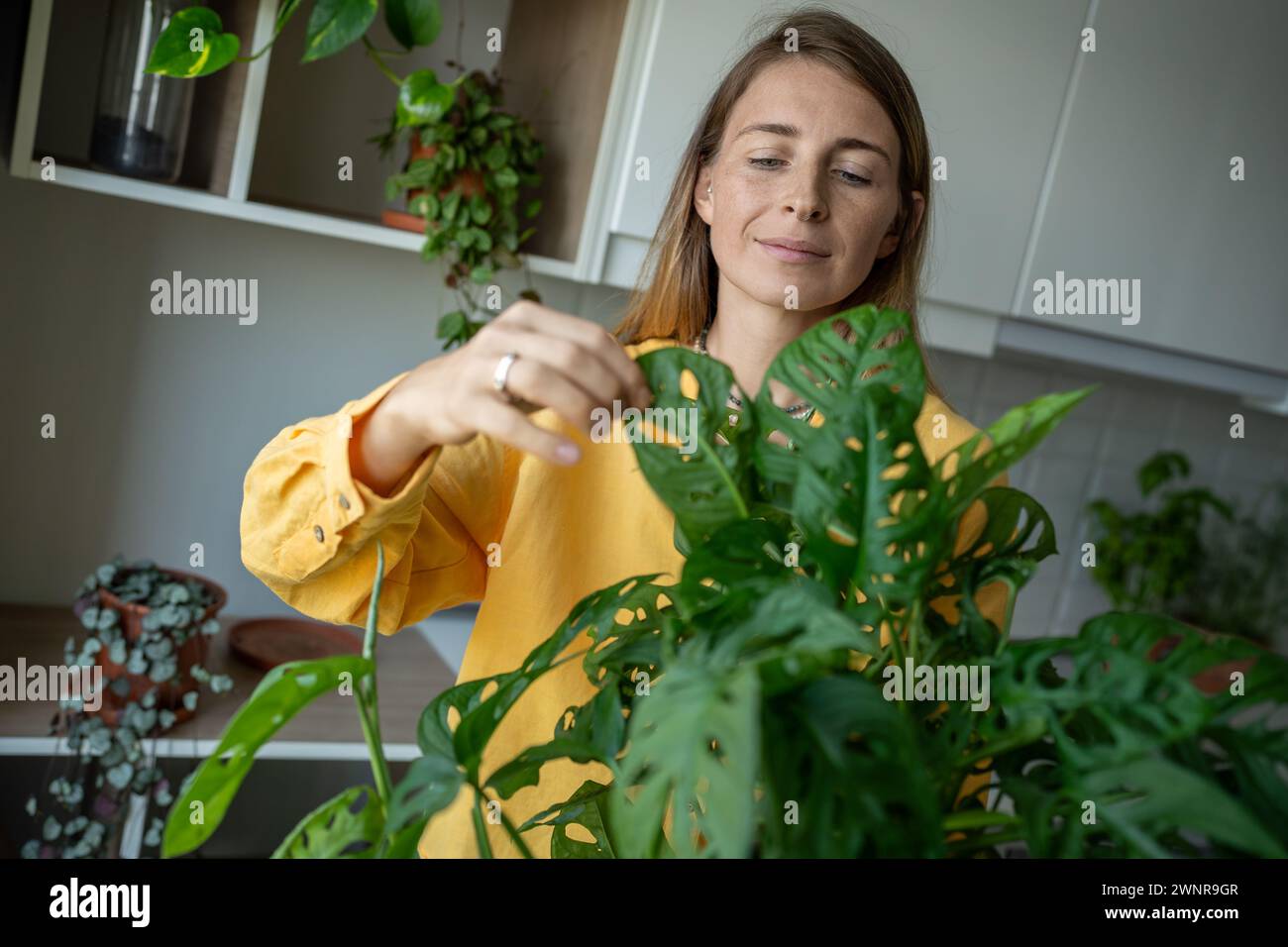 Monstera krankheiten -Fotos und -Bildmaterial in hoher Auflsung  Alamy