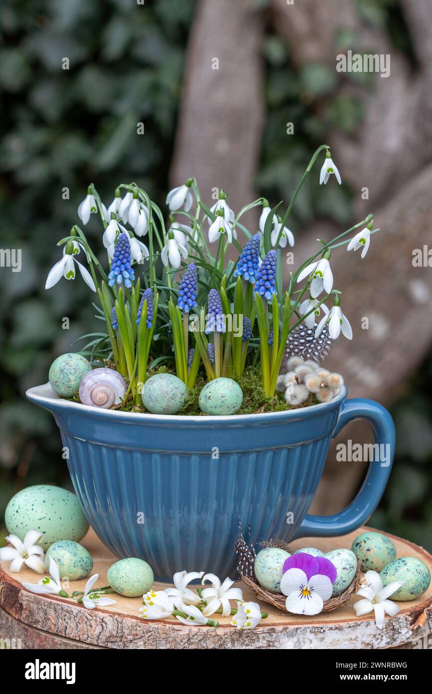 Blaue Traubenhyazinthen und Schneeglöckchen im Porzellantopf im Garten Stockfoto