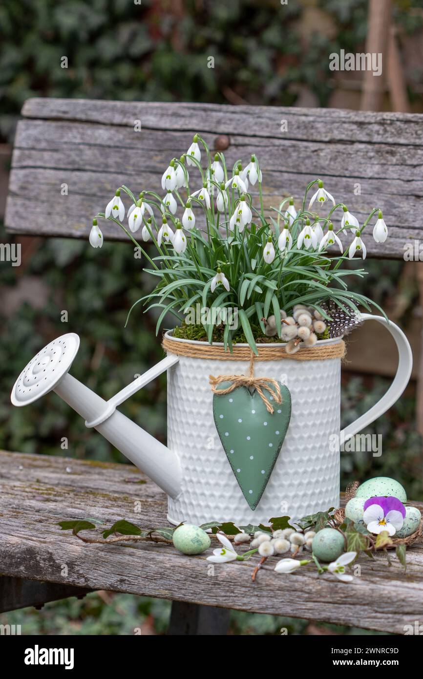 Schneeglöckchen in dekorativer Gießkanne auf einer Gartenbank Stockfoto