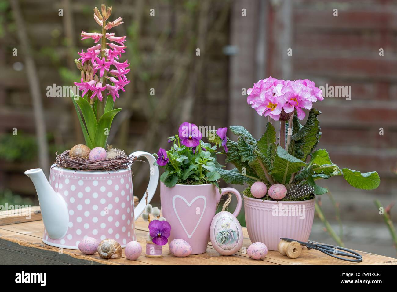 Frühlingsgartenanordnung mit rosa Bratschenblüten und Hyazinthe in Tassen Stockfoto