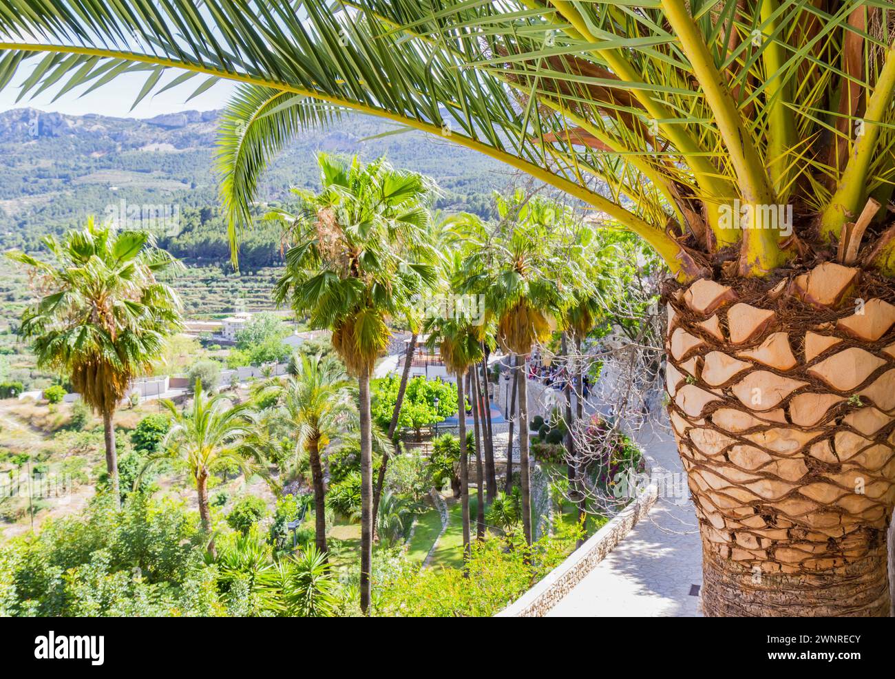 Palmen in den Straßen von Guadalest, Spanien Stockfoto
