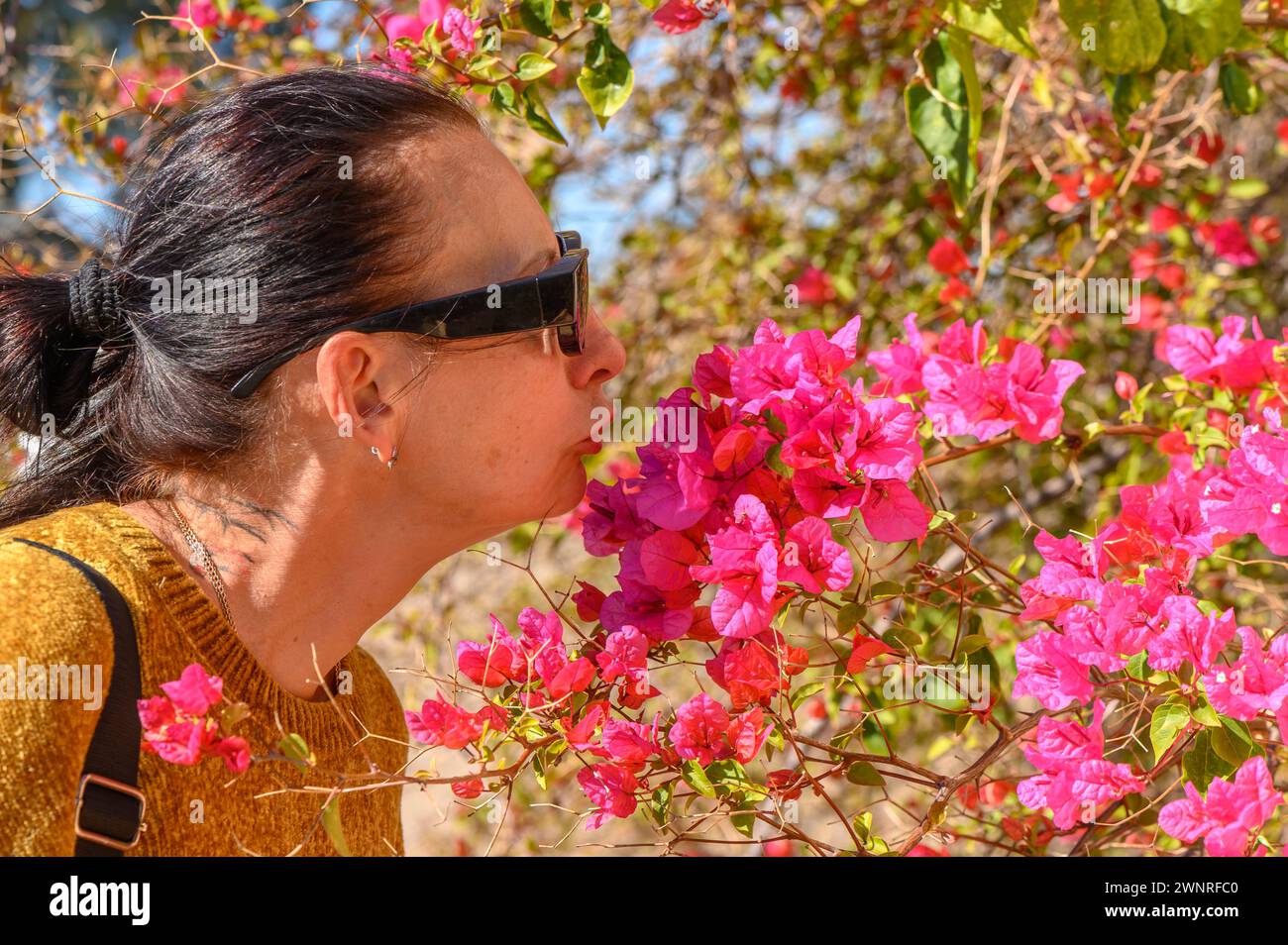 Frau riecht Bougainvillea-Blumen auf zypern Stockfoto