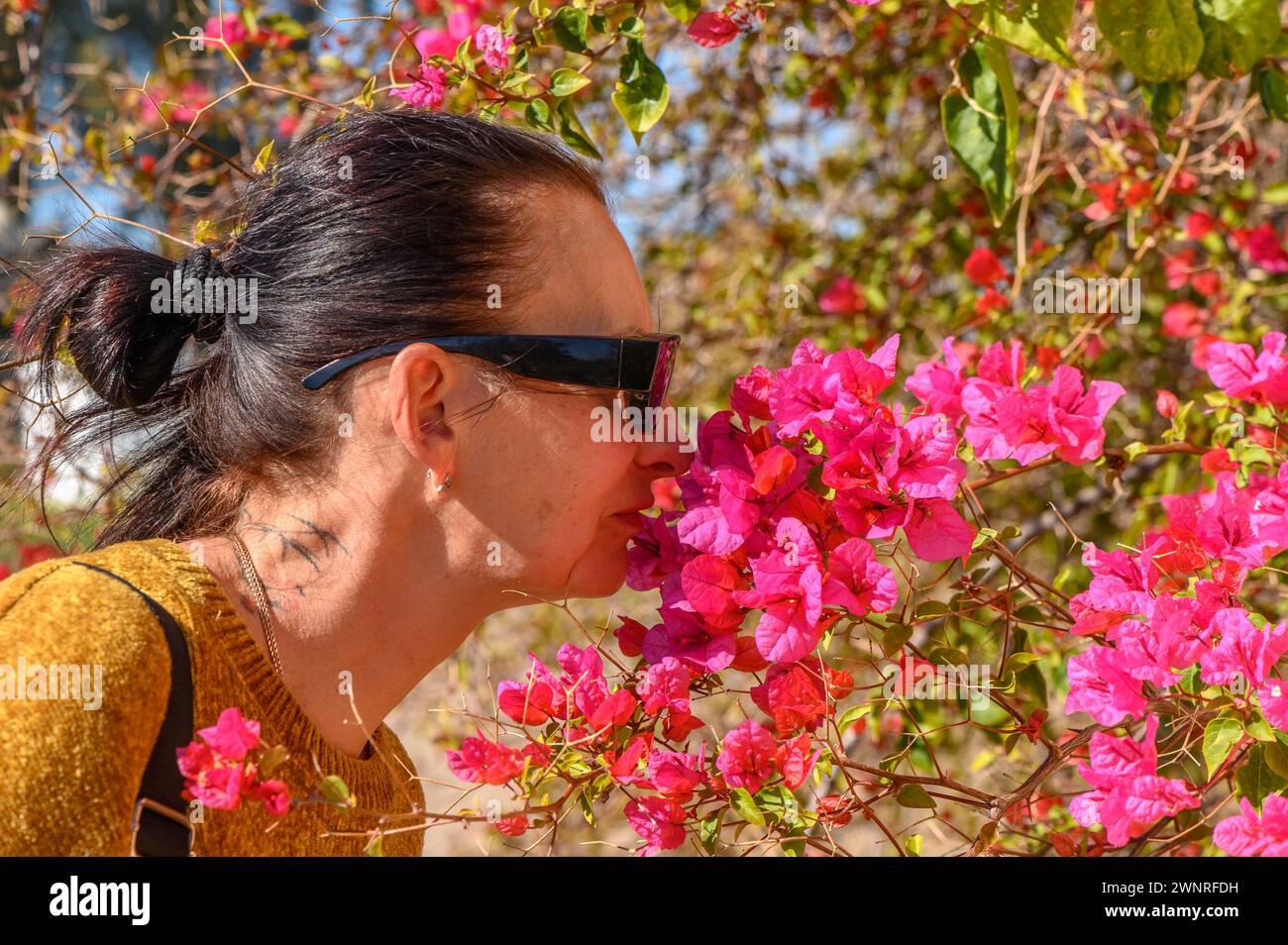 Frau riecht Bougainvillea-Blumen auf zypern 2 Stockfoto