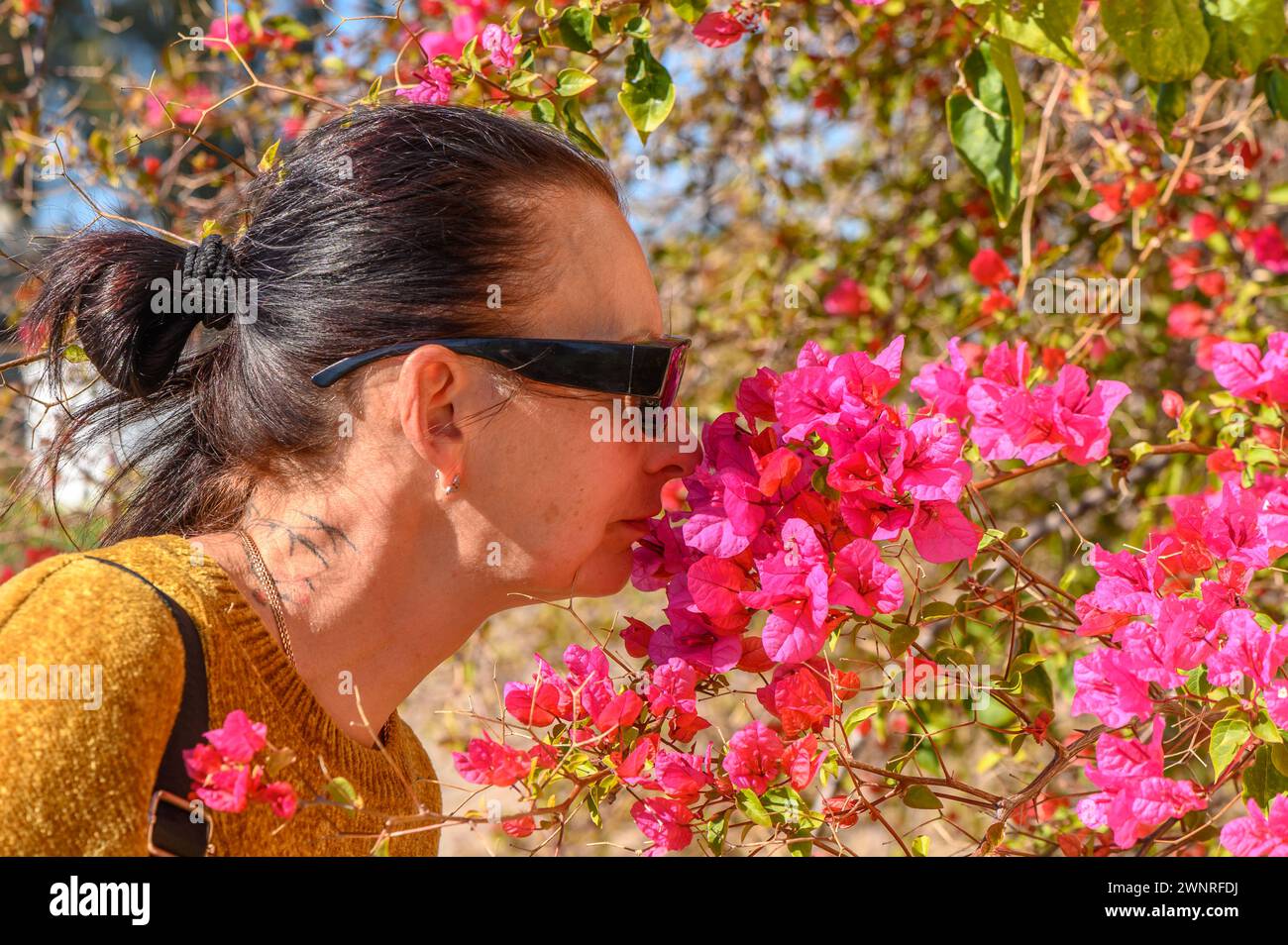 Frau riecht Bougainvillea-Blumen auf zypern 1 Stockfoto