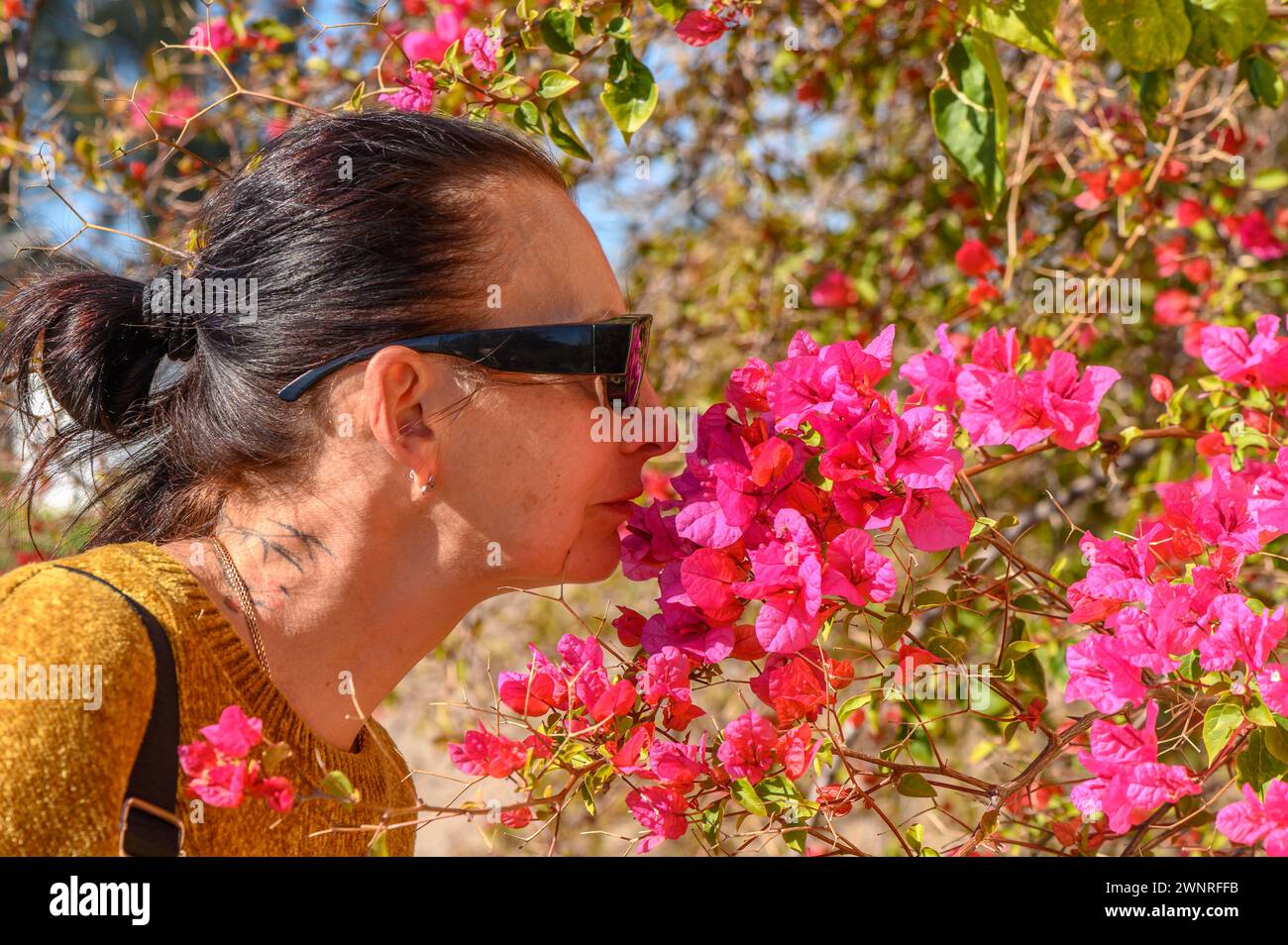 Frau riecht Bougainvillea-Blumen auf zypern 3 Stockfoto