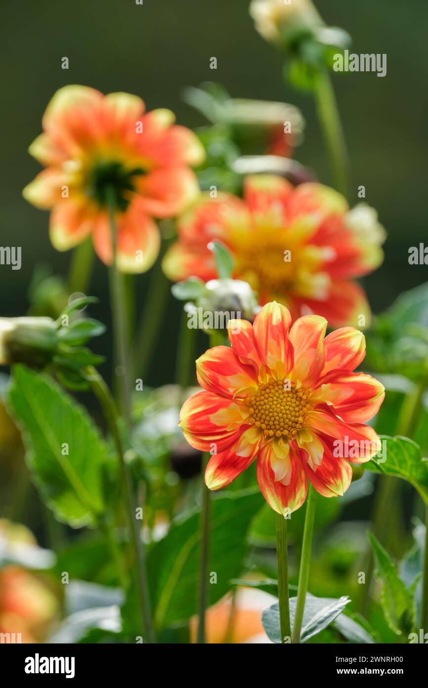 Dahlia Pooh Swan Island, Dahlia Pooh, leuchtend orange-rote Blüten, zentraler Ring aus kleinen Rüschen goldenen Blüten Stockfoto