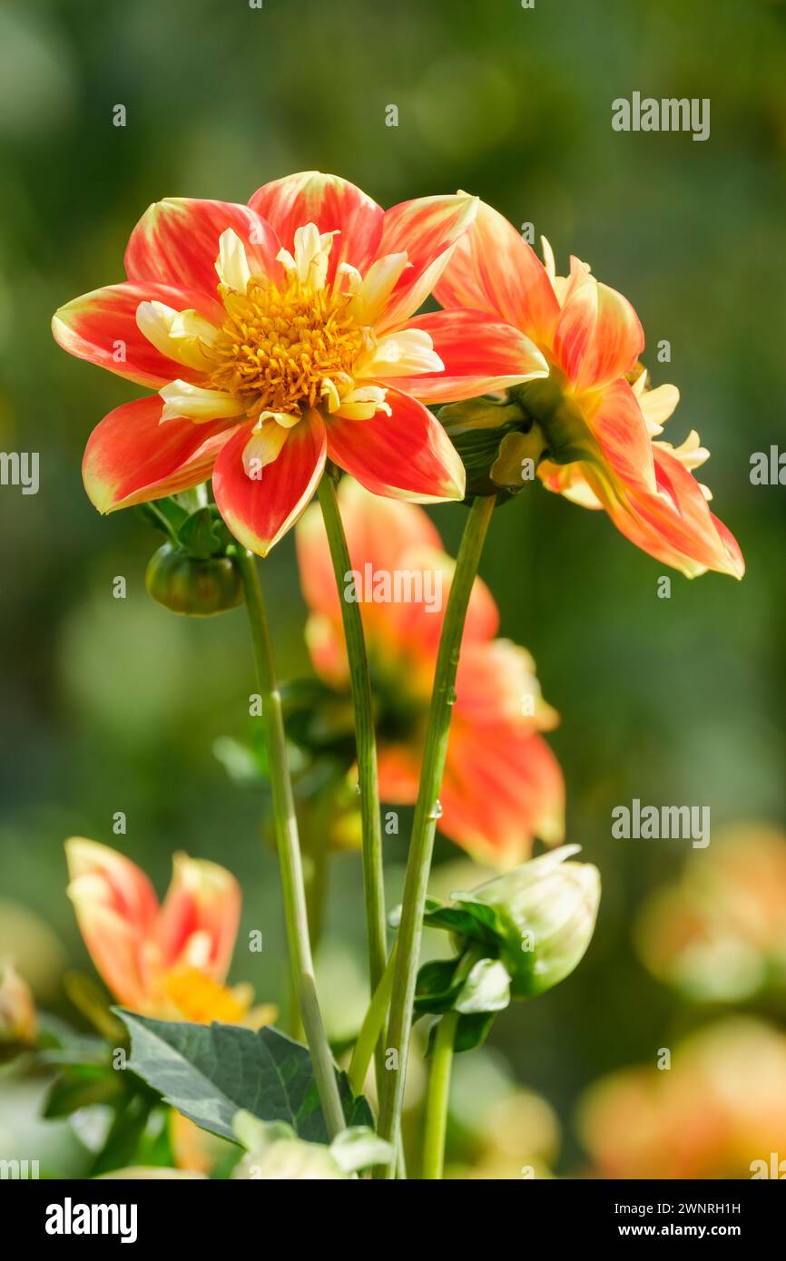 Dahlia Pooh Swan Island, Dahlia Pooh, leuchtend orange-rote Blüten, zentraler Ring aus kleinen Rüschen goldenen Blüten Stockfoto