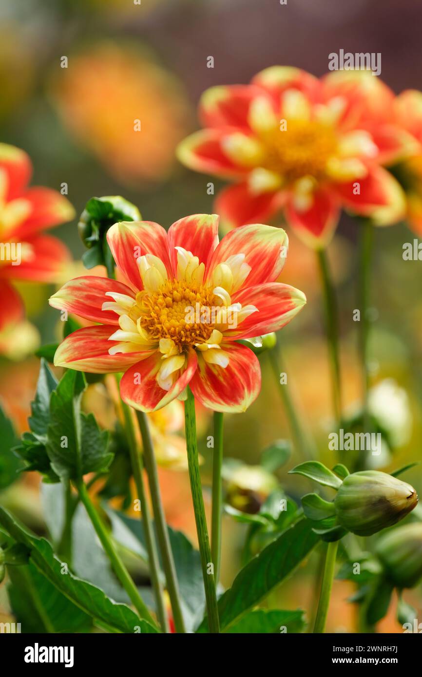 Dahlia Pooh Swan Island, Dahlia Pooh, leuchtend orange-rote Blüten, zentraler Ring aus kleinen Rüschen goldenen Blüten Stockfoto