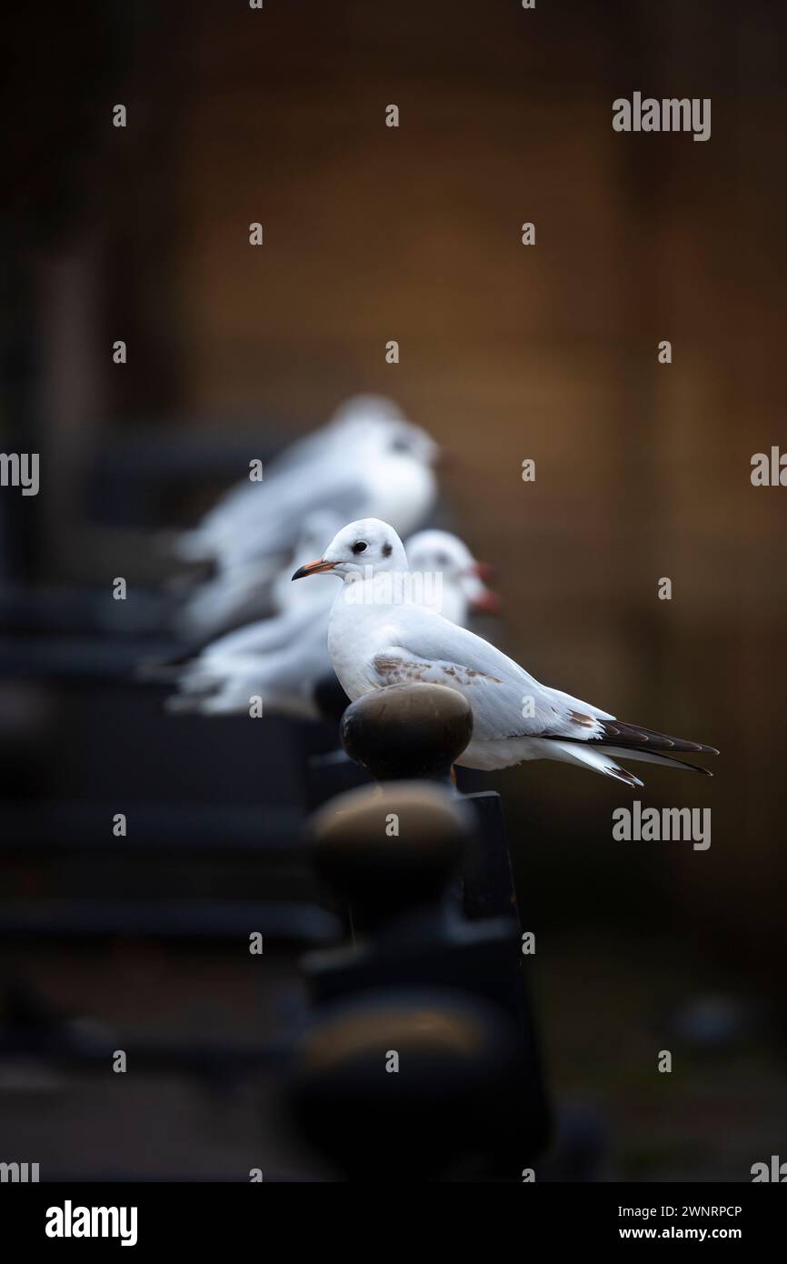 Nahaufnahme einer schwarzen Möwe im Wintergefieder, die auf einem Stahlpfosten steht und hinter ihm eine Reihe Möwen sitzt. Stockfoto