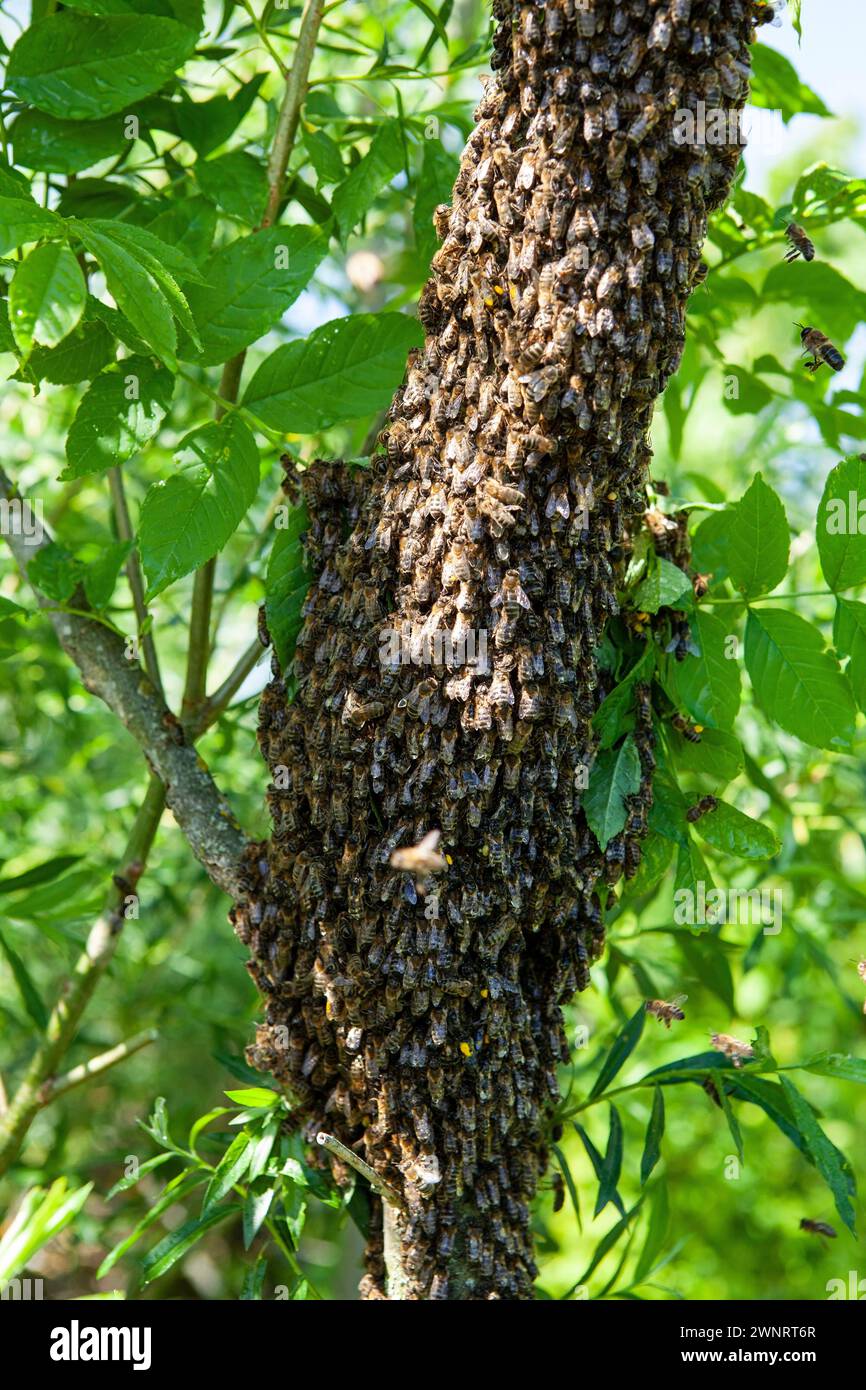 Ein Schwarm Bienen flog an einem heißen Sommertag aus dem Stock und landete auf einem Baumstamm. Der Imker besprühte sie vorsichtig mit Minzwasser, um sie zu verhindern Stockfoto