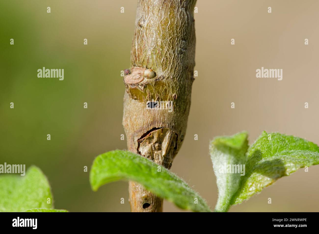 Gallmidge auf Weide (Rabdophaga) Stockfoto