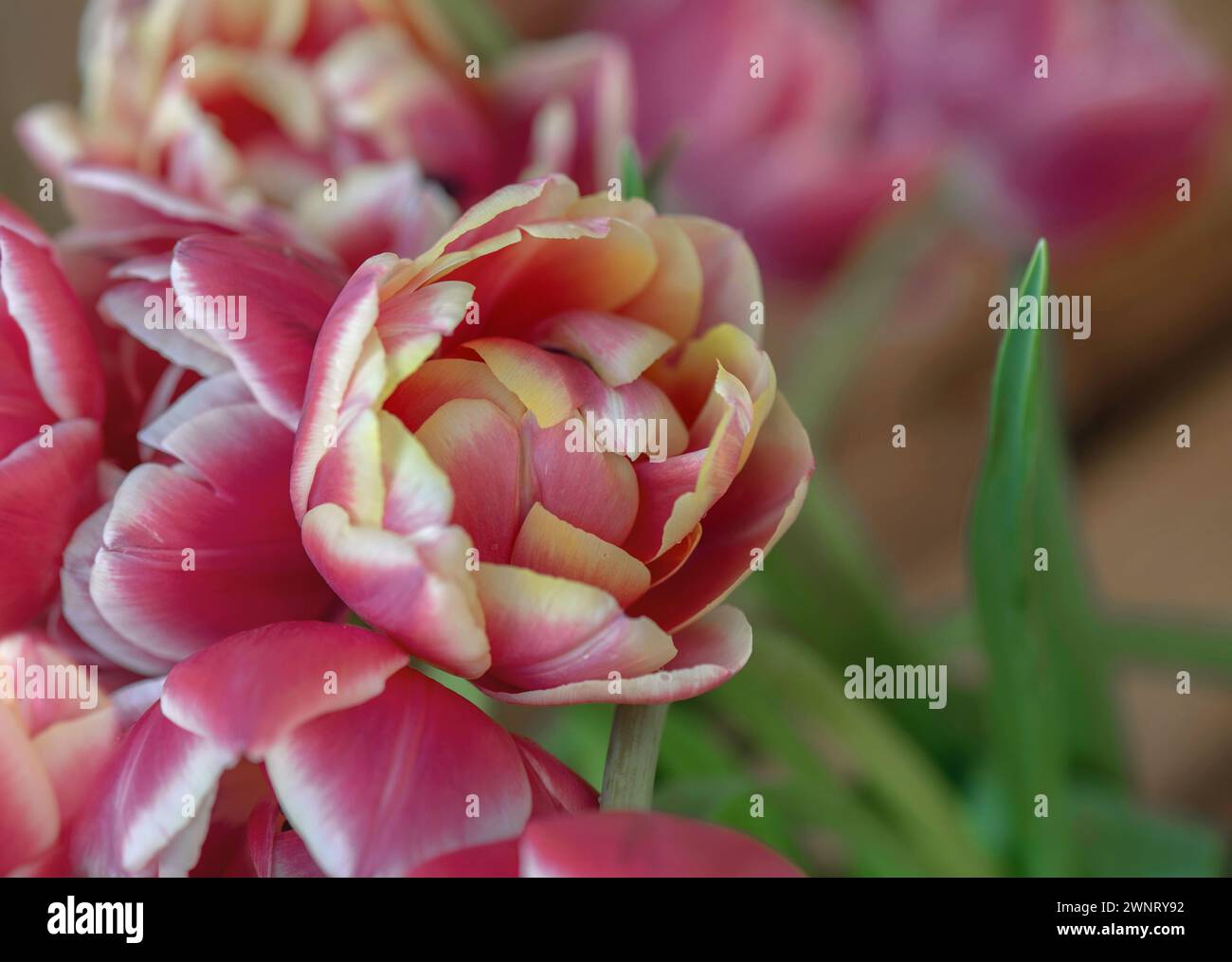 Nahaufnahme einer wunderschönen rosa und gelben doppelblühenden Tulpe in einem Blumenstrauß Stockfoto
