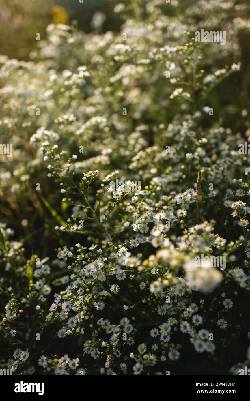Weiße wilde Asterblumen wachsen im Busch bei warmem Sonnenlicht Stockfoto