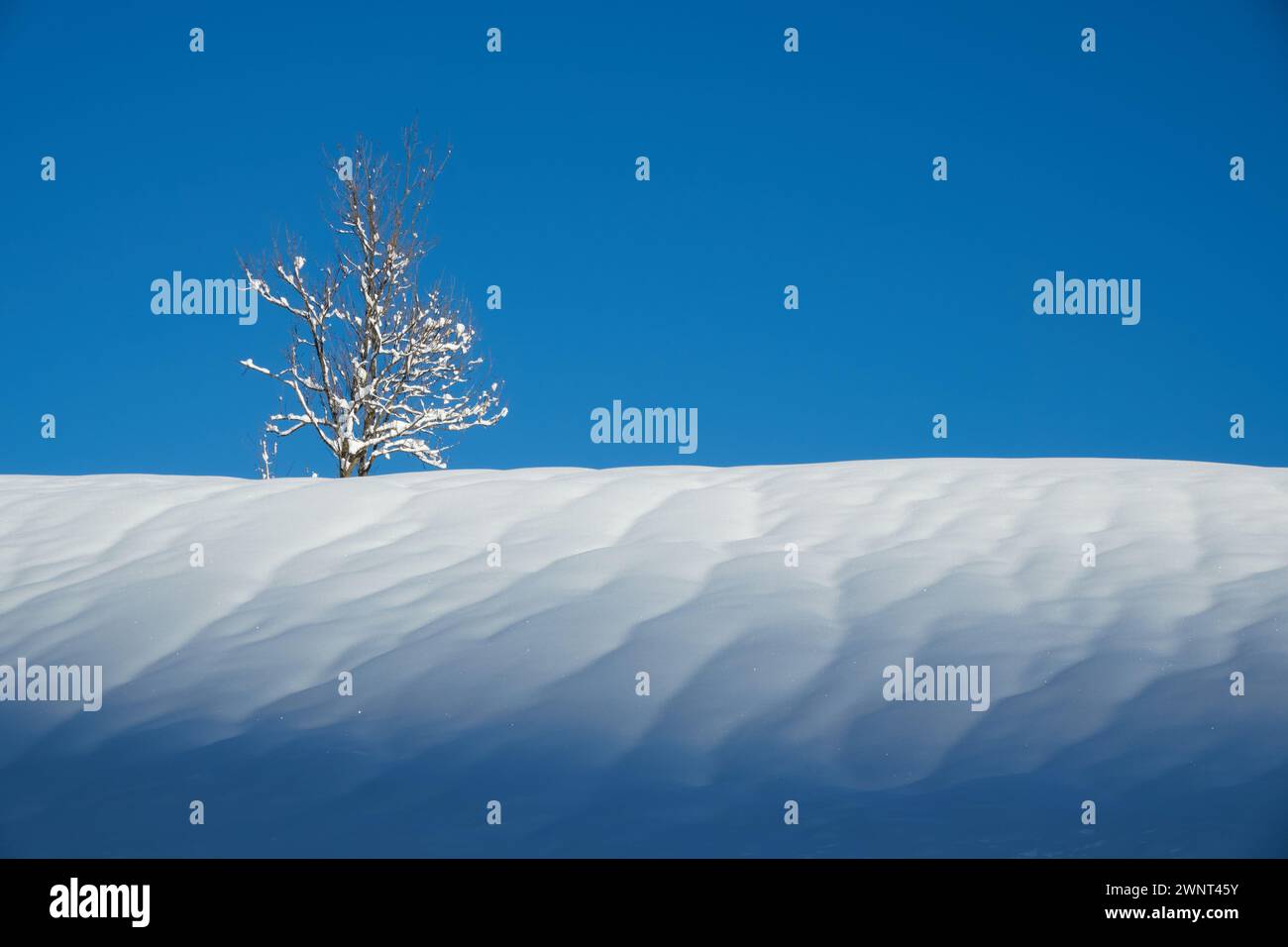 Eine weiche Schneedecke mit einem einsamen Baum vor dem Hintergrund des Himmels Stockfoto