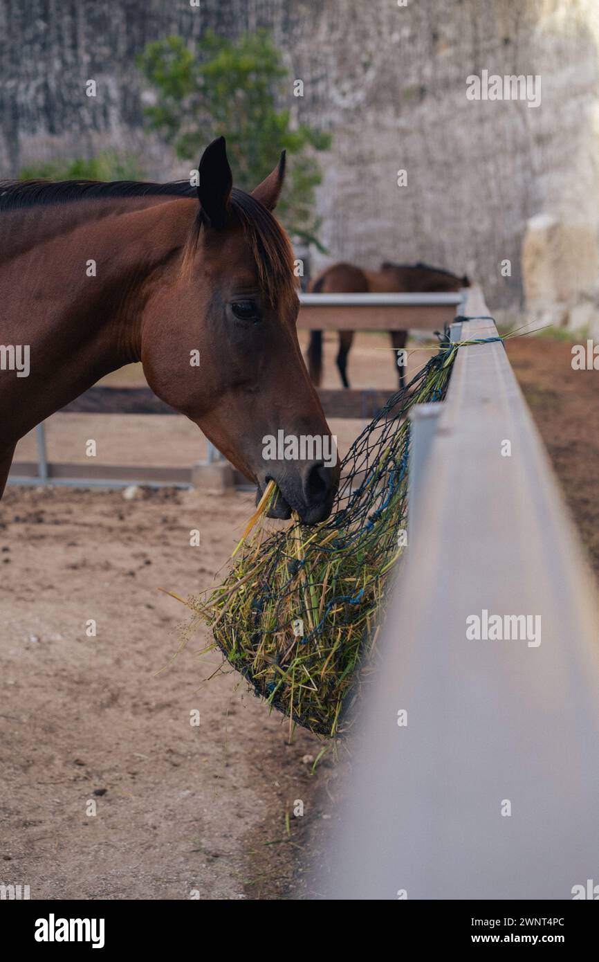 Pferd isst Heu, Pferdefarm, Reitschule auf Bali. Stockfoto