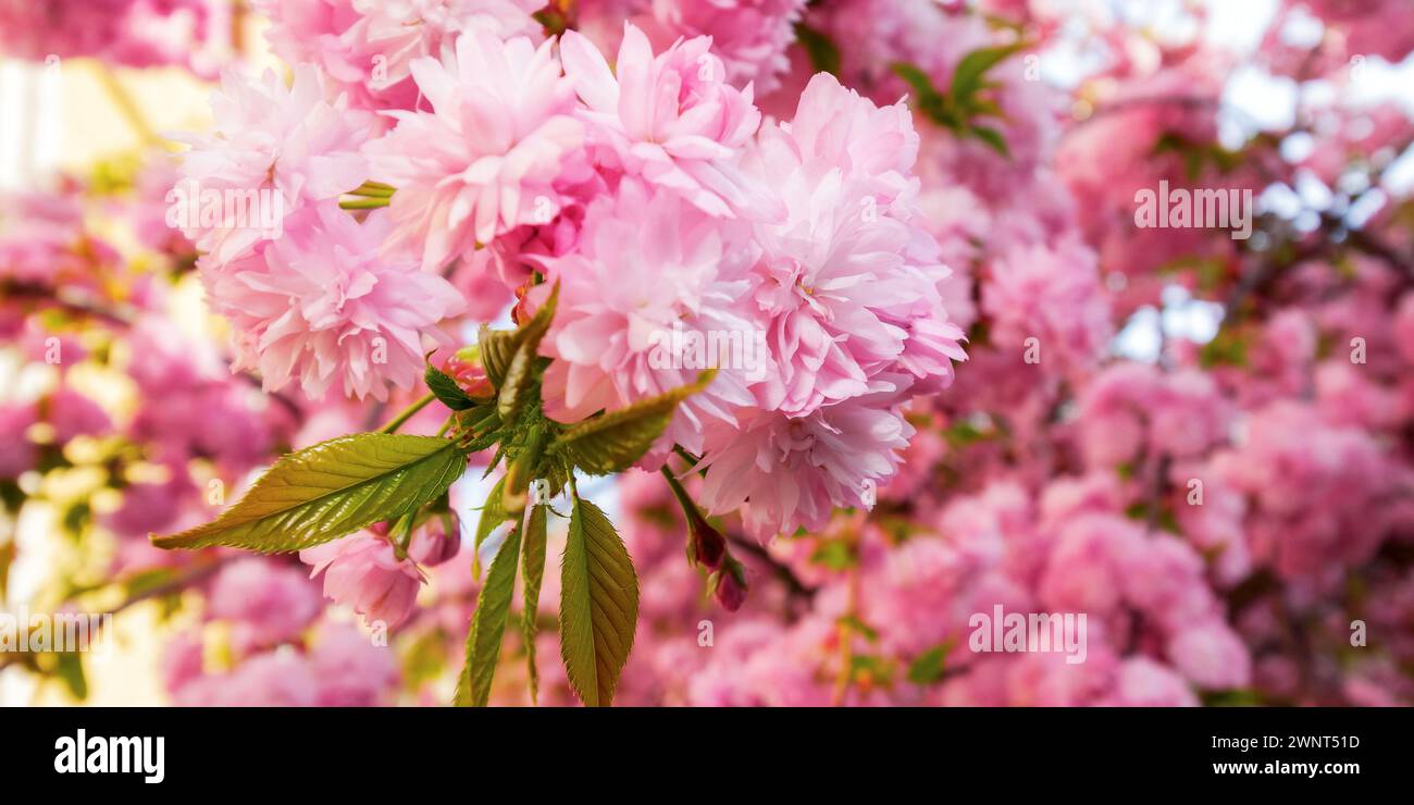 Kirschblüte von Kwanzan Sakura an einem sonnigen Tag. Frühlingsferien Stockfoto