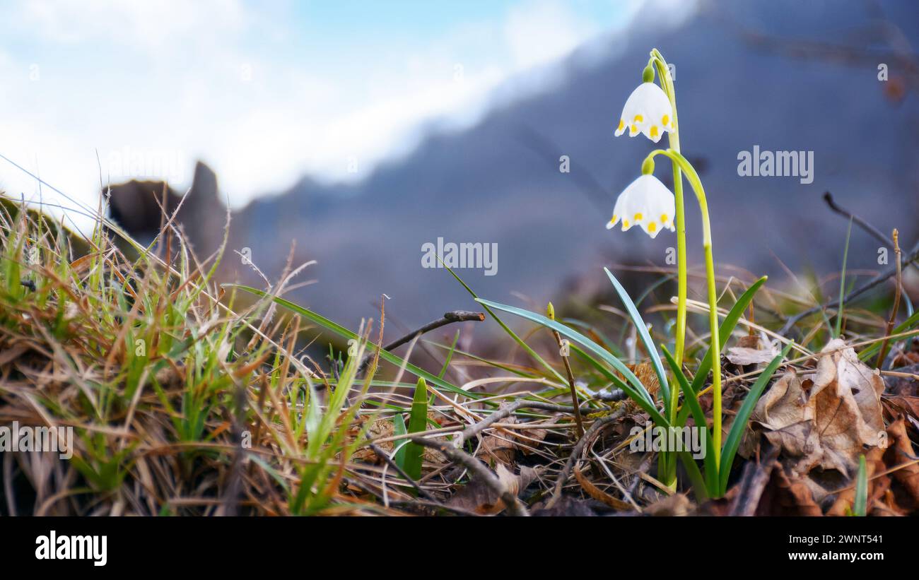 Schneeflockenblume blüht im Wald. Frühling Natur Hintergrund Stockfoto