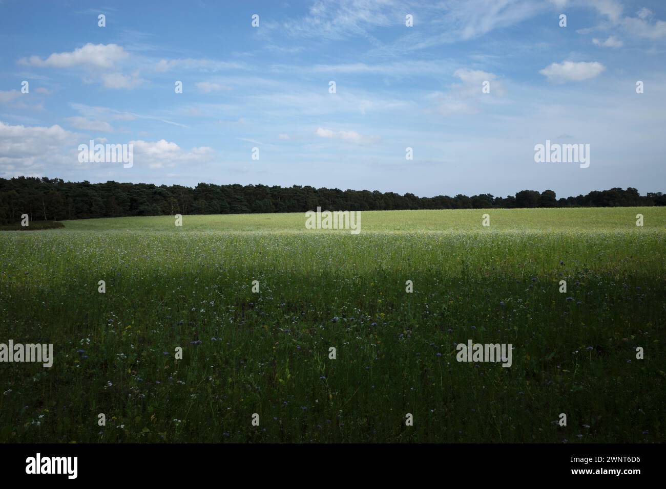 Landwirtschaftlich genutzte Flächen hinterließen Sutton Suffolk Stockfoto