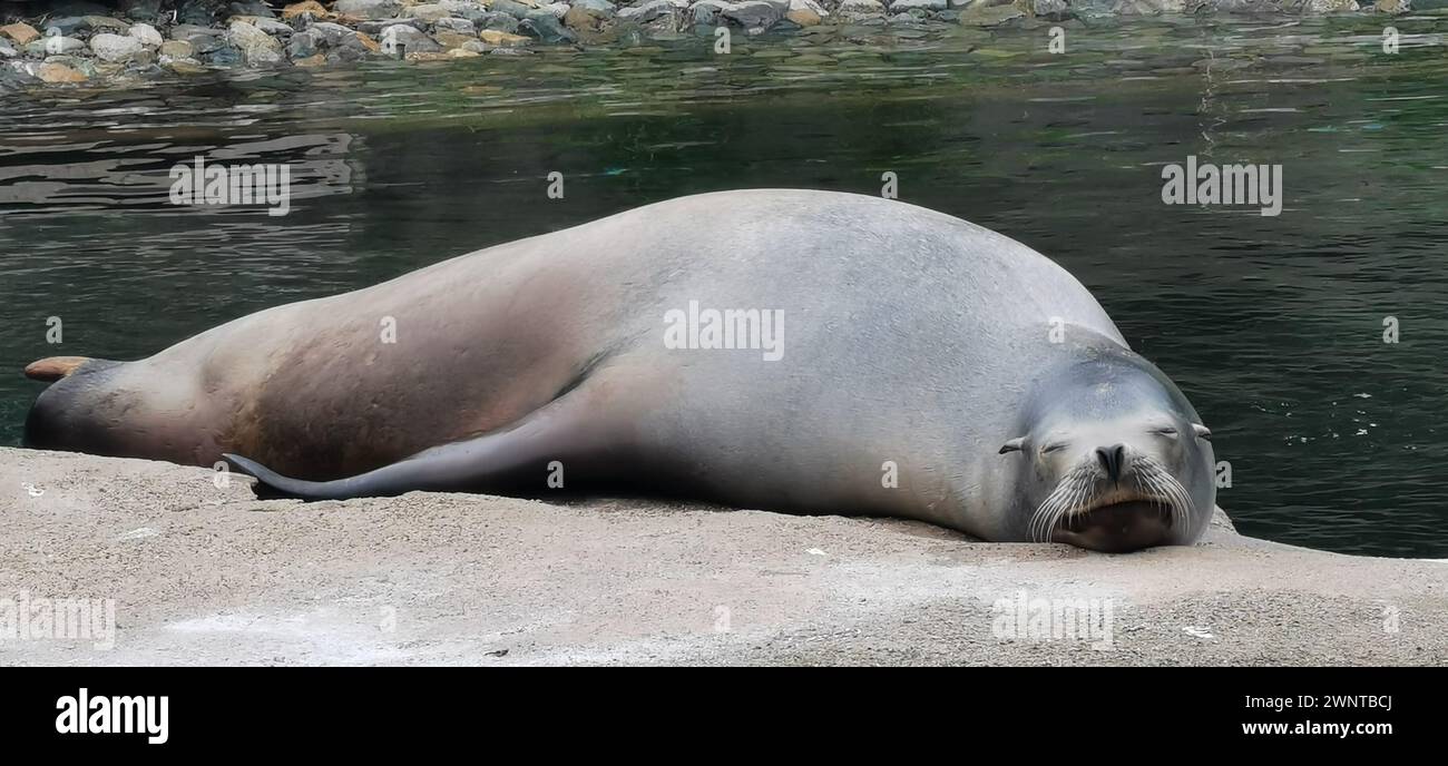 Ein Seelöwe auf einem Felsen im Belfast Zoo, Großbritannien Stockfoto