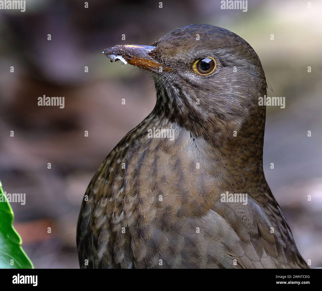 Die Amsel ist eine Art echter Soor. Sie wird auch als eurasische Amsel oder einfach als Amsel bezeichnet. Weiblich. Stockfoto