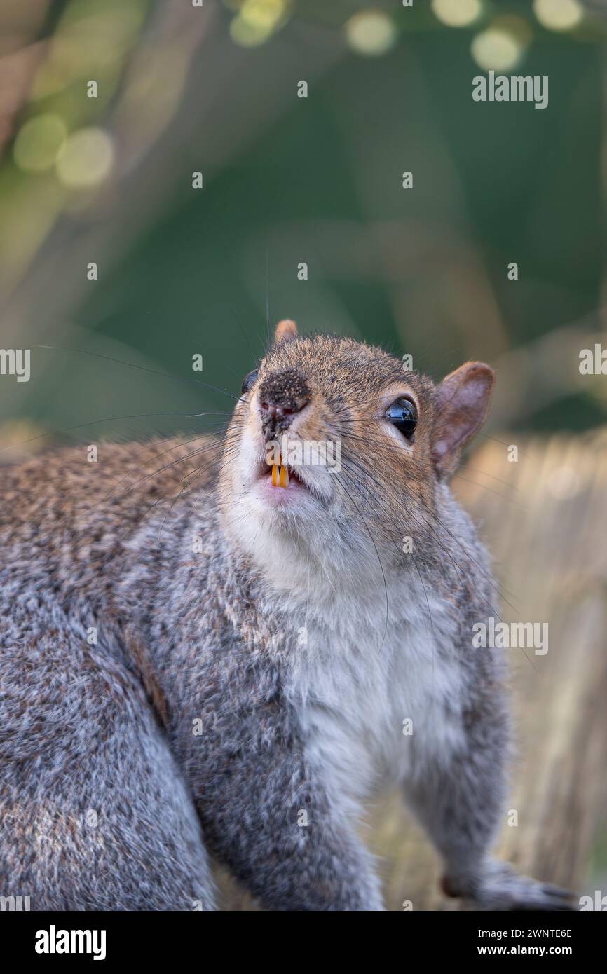 Nahaufnahme eines wilden, grauen Eichhörnchens (Sciurus carolinensis), isoliert mit schmutziger Nase und offenem Mund und sehr scharfen Eichhörnchenzähnen! Stockfoto