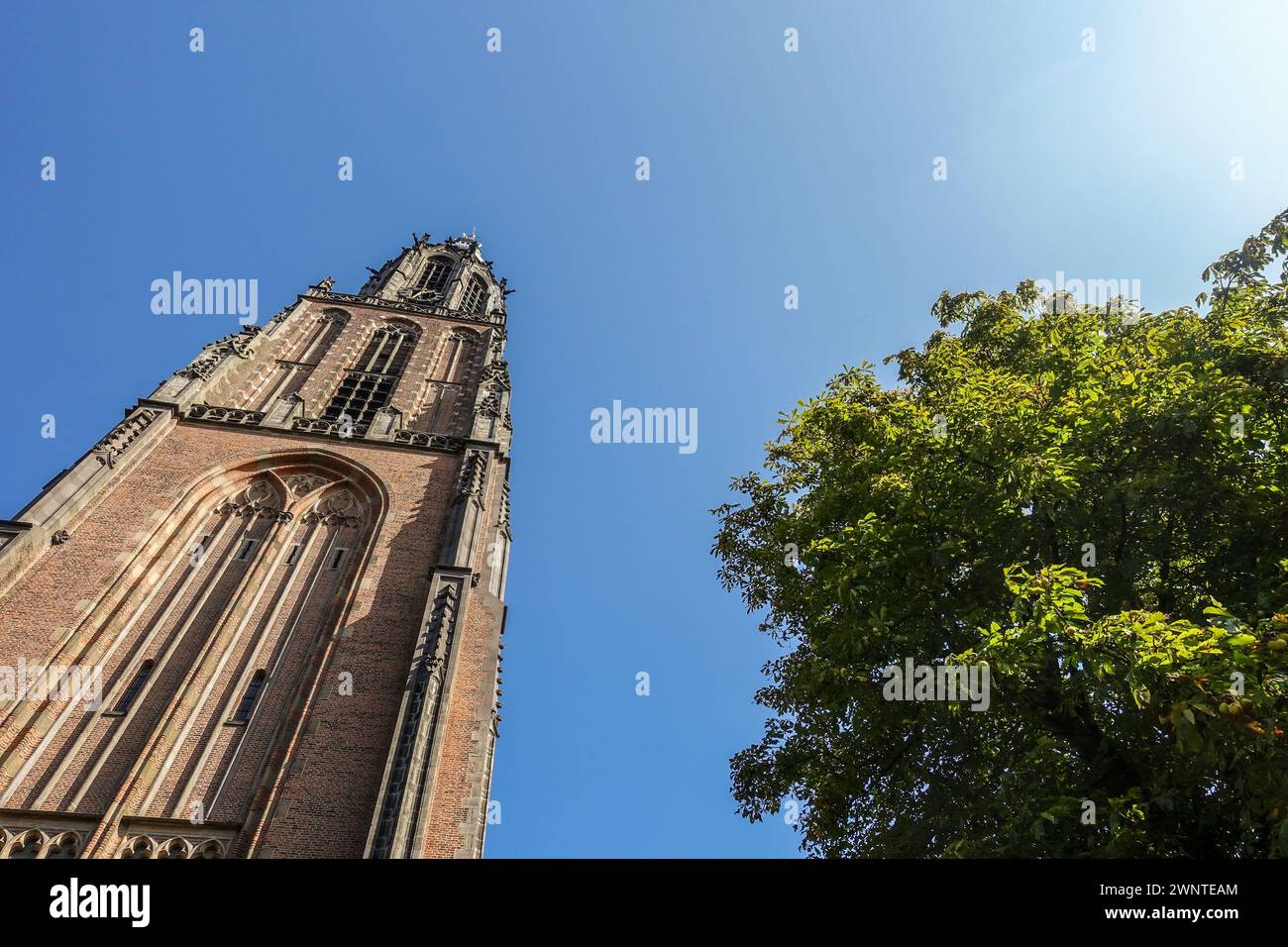 Der gotische Kirchturm von Amersfoort erhebt sich neben einem grünen Baum unter klarem blauen Himmel Stockfoto