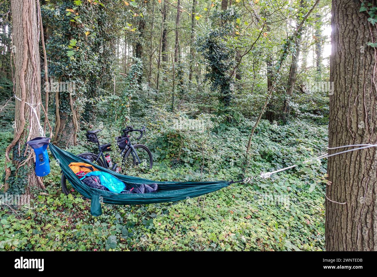 Fahrrad- und Campingausrüstung in einer Waldlandschaft mit einer Hängematte zwischen Bäumen und einem Fahrrad, das sich auf einem Baum stützt Stockfoto