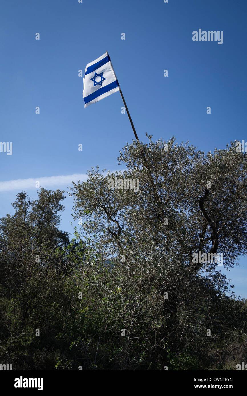 Eine israelische Flagge, die auf einem Olivenbaum in den Bergen von Judäa bei Jerusalem, Israel, gehisst wird. Stockfoto