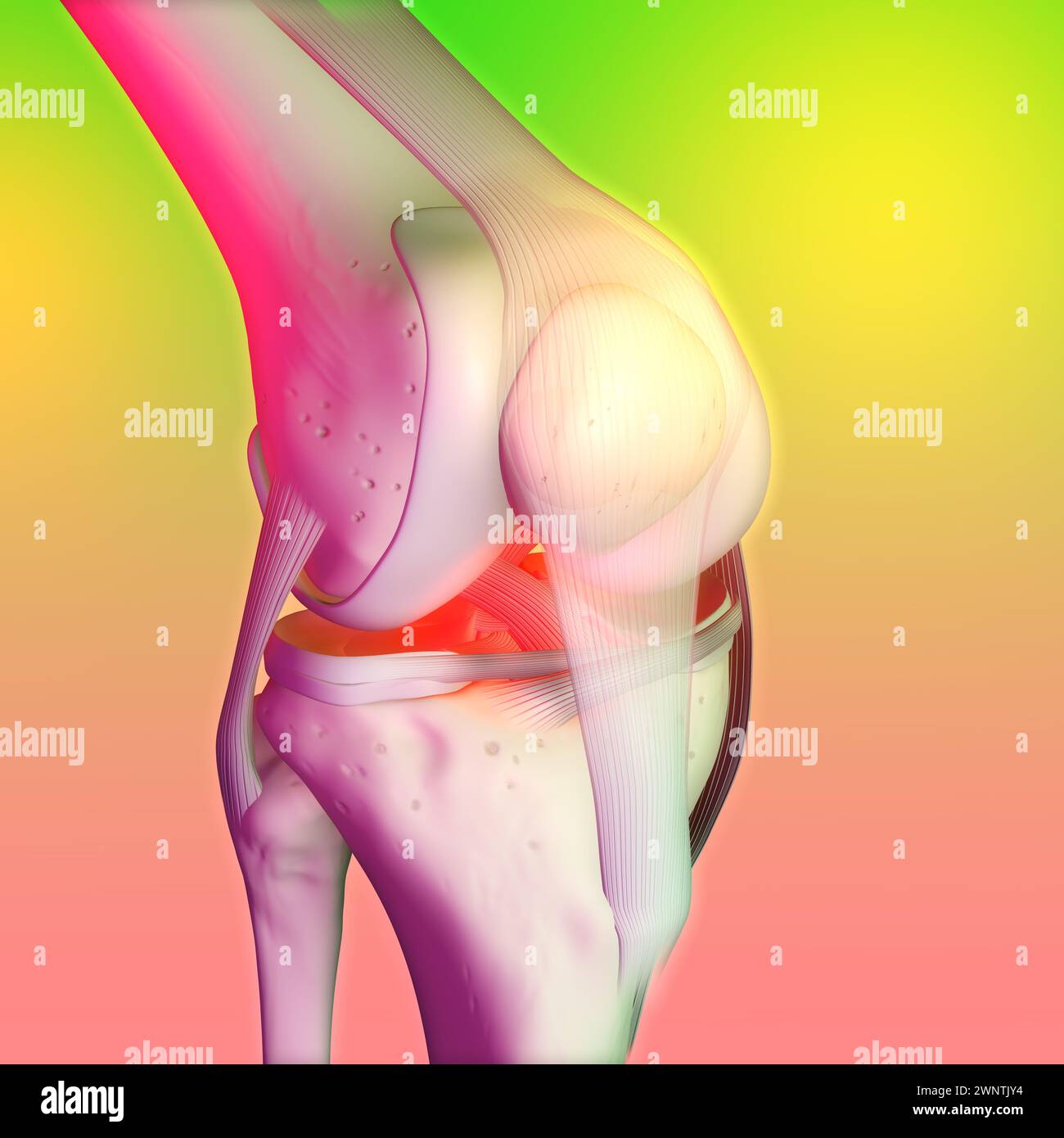 3D-Darstellung von Knochen, Bändern und Knorpel eines Kniegelenks Stockfoto 3D-Darstellung von Knochen, Bändern und Knorpel eines Kniegelenks Stockfoto