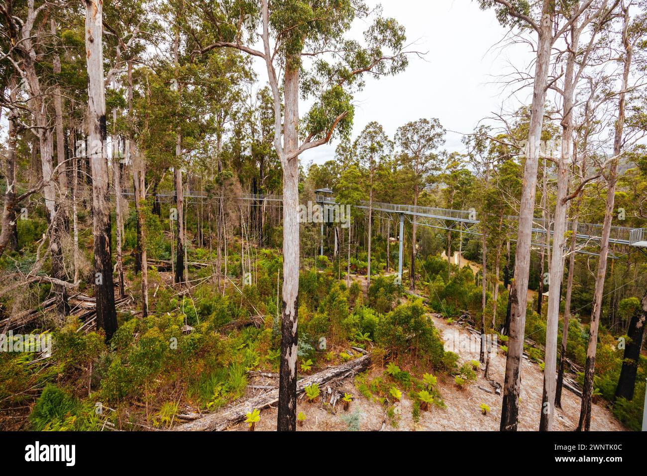 Tahune Airwalk Landschaft rund um den Huon River an einem bewölkten Sommertag im Huon Valley, Tasmanien, Australien Stockfoto