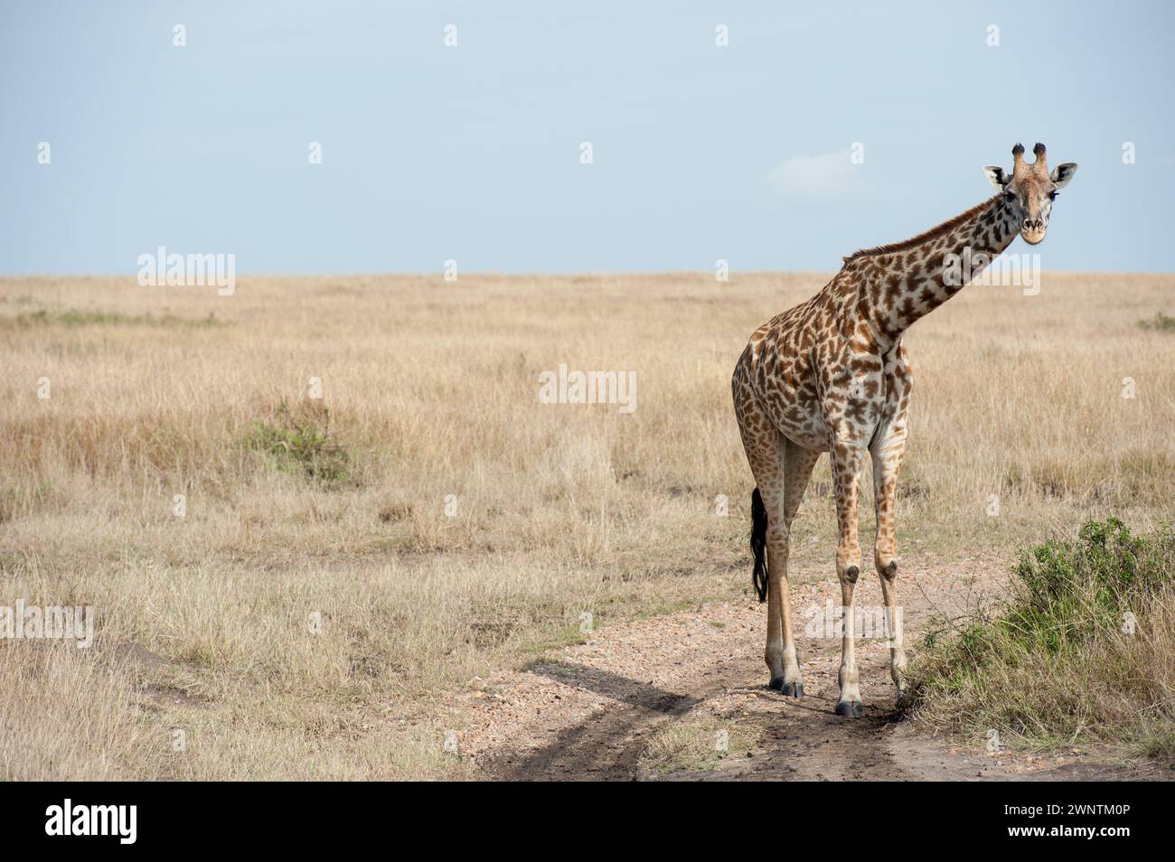 Giraffen in der Savanne Stockfoto