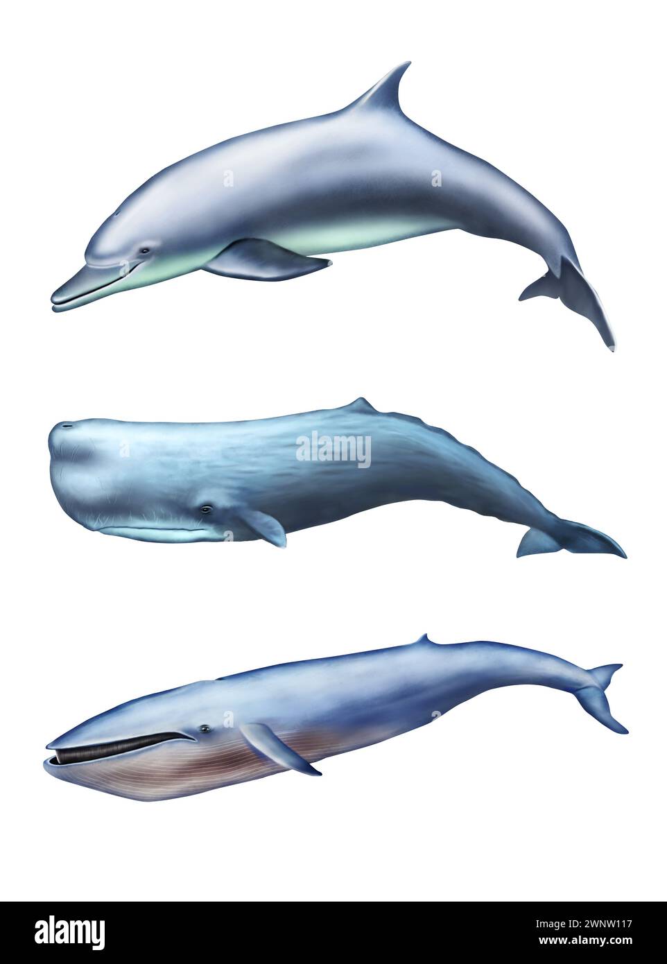 Delfine, Pottwale und Blauwale. Digitale Illustration. Stockfoto