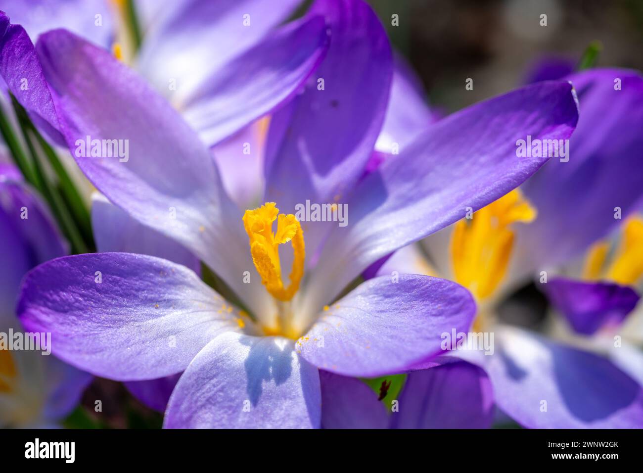 Stempel eines Fliederkrokus im Frühjahr, Makro Stockfoto