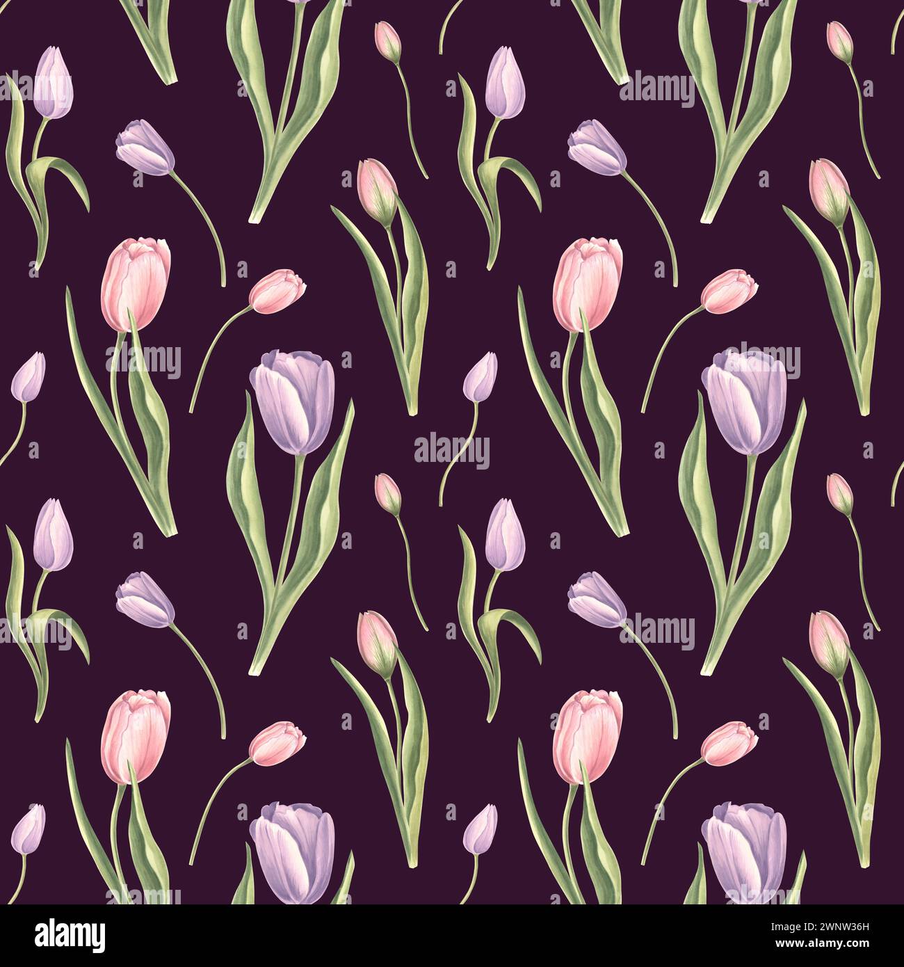 Nahtloses Muster aus violetten rosa Tulpen mit Blättern auf dunklem Hintergrund. Hand gezeichnet Aquarell Illustration Garten Frühlingsblüte. Vorlage für fabr Stockfoto