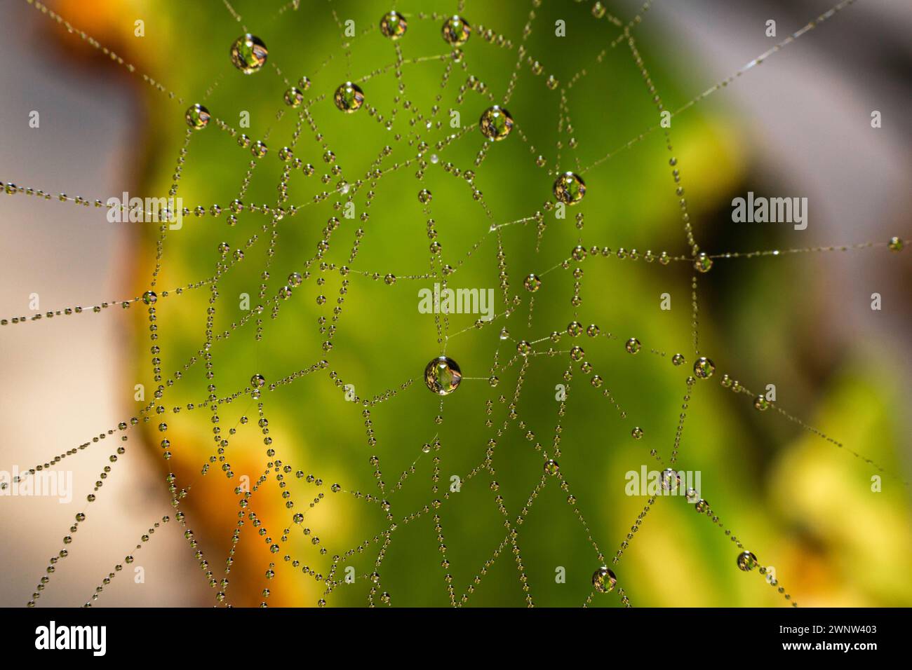 Spinnennetz im Freien in der Natur mit Wassertropfen darauf Stockfoto