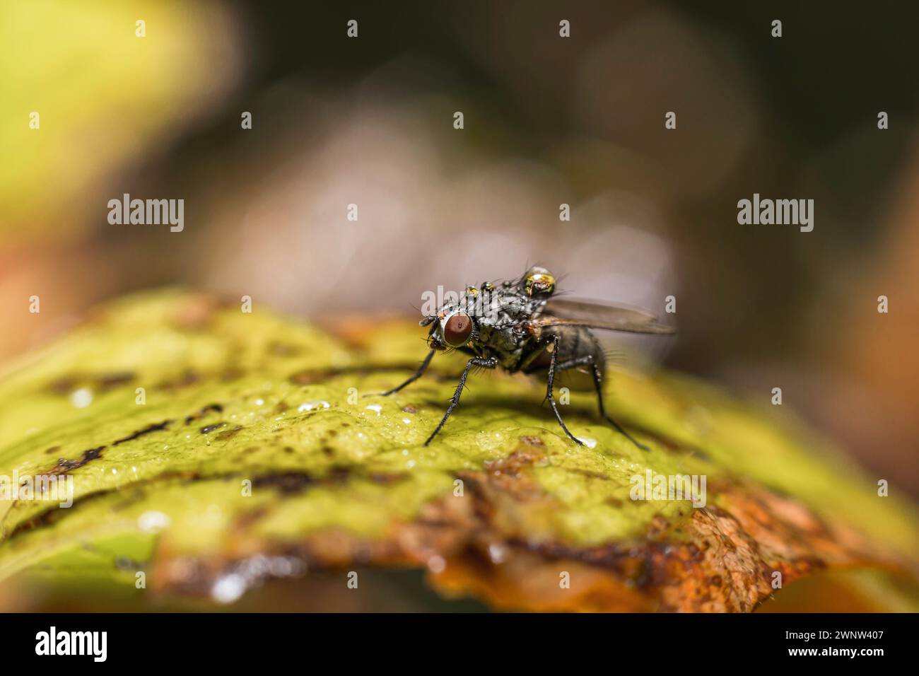 Eine Mcaro-Aufnahme einer Fliege, die auf einem Blatt sitzt, mit Wassertropfen auf dem behaarten Körper Stockfoto