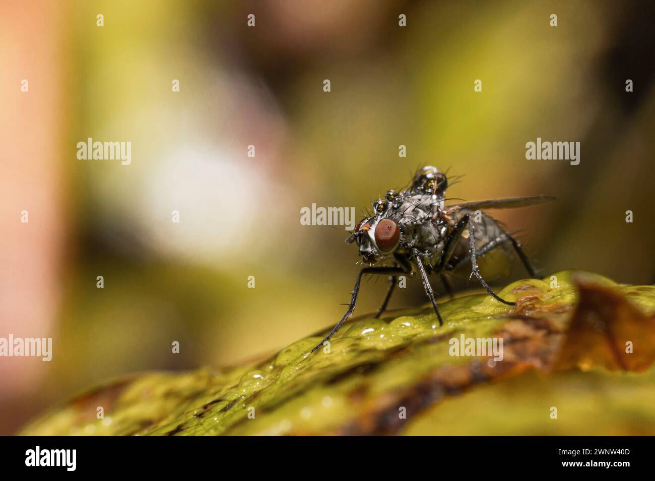 Eine Mcaro-Aufnahme einer Fliege, die auf einem Blatt sitzt, mit Wassertropfen auf dem behaarten Körper Stockfoto