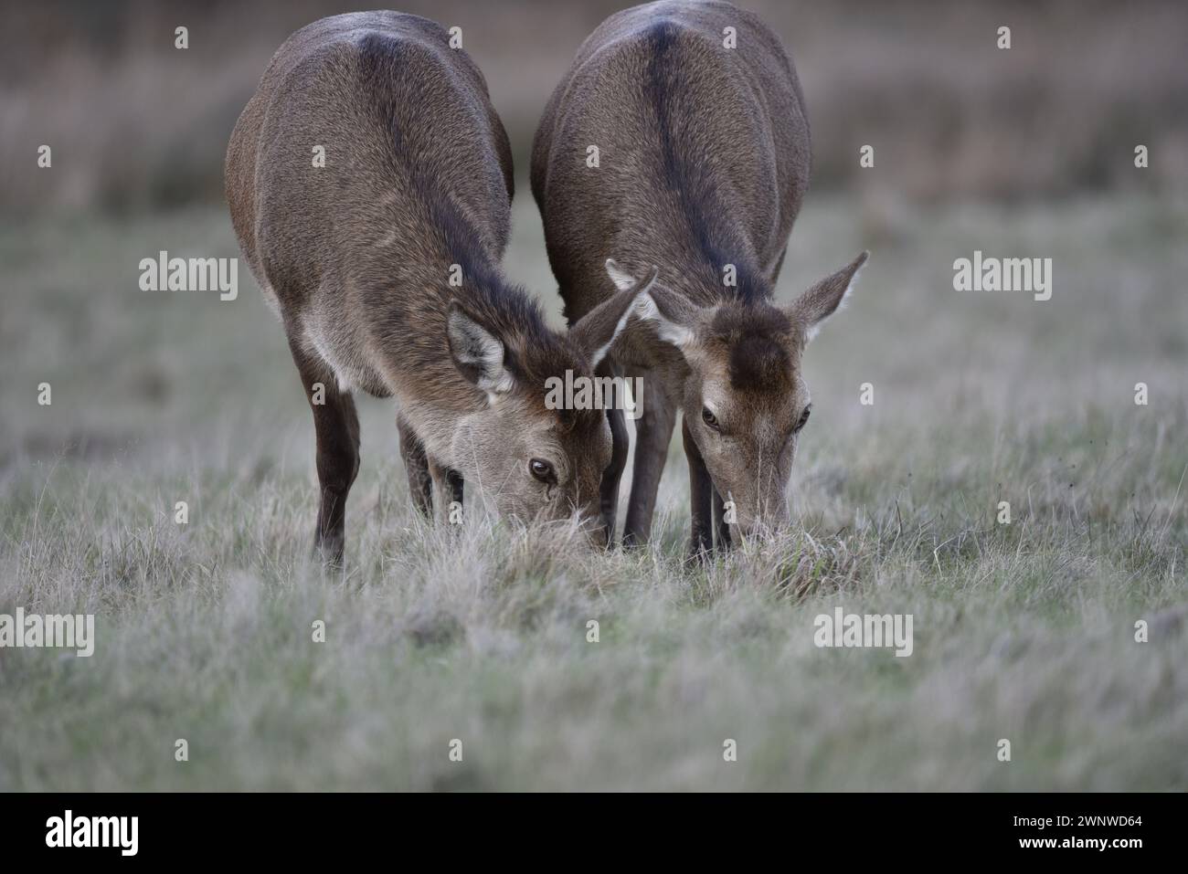 Nahaufnahme von zwei Rothirschen (Cervus elaphus), die mit Blick auf die Kamera grasen, aufgenommen auf Grassy Country Park Clearing in Staffordshire, Großbritannien Stockfoto