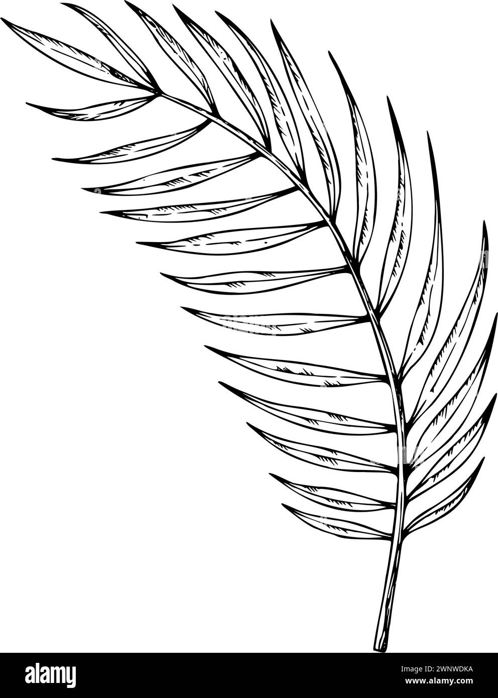 Tropische Vektor-Palmblattabbildung auf isoliertem Hintergrund. Wunderschönes botanisches handgemaltes lineares exotisches Element. Für Designer, Spa-Dekoration, Stock Vektor