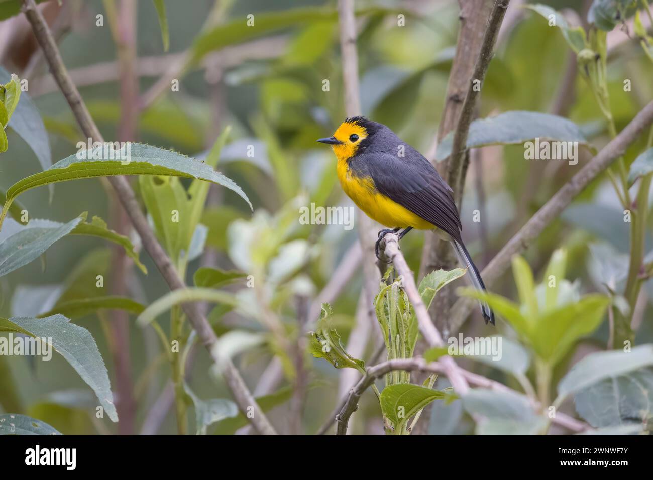 Redstart mit goldener Front in Kolumbien Südamerika Stockfoto