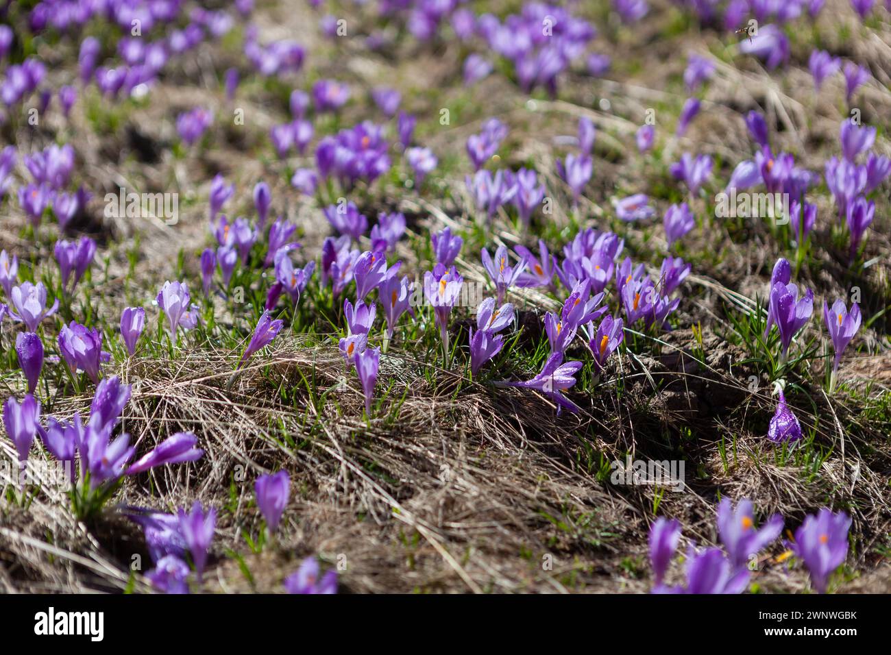Wunderschöne violette Krokusblüten im Pirin-Nationalpark, Bulgarien. Stockfoto