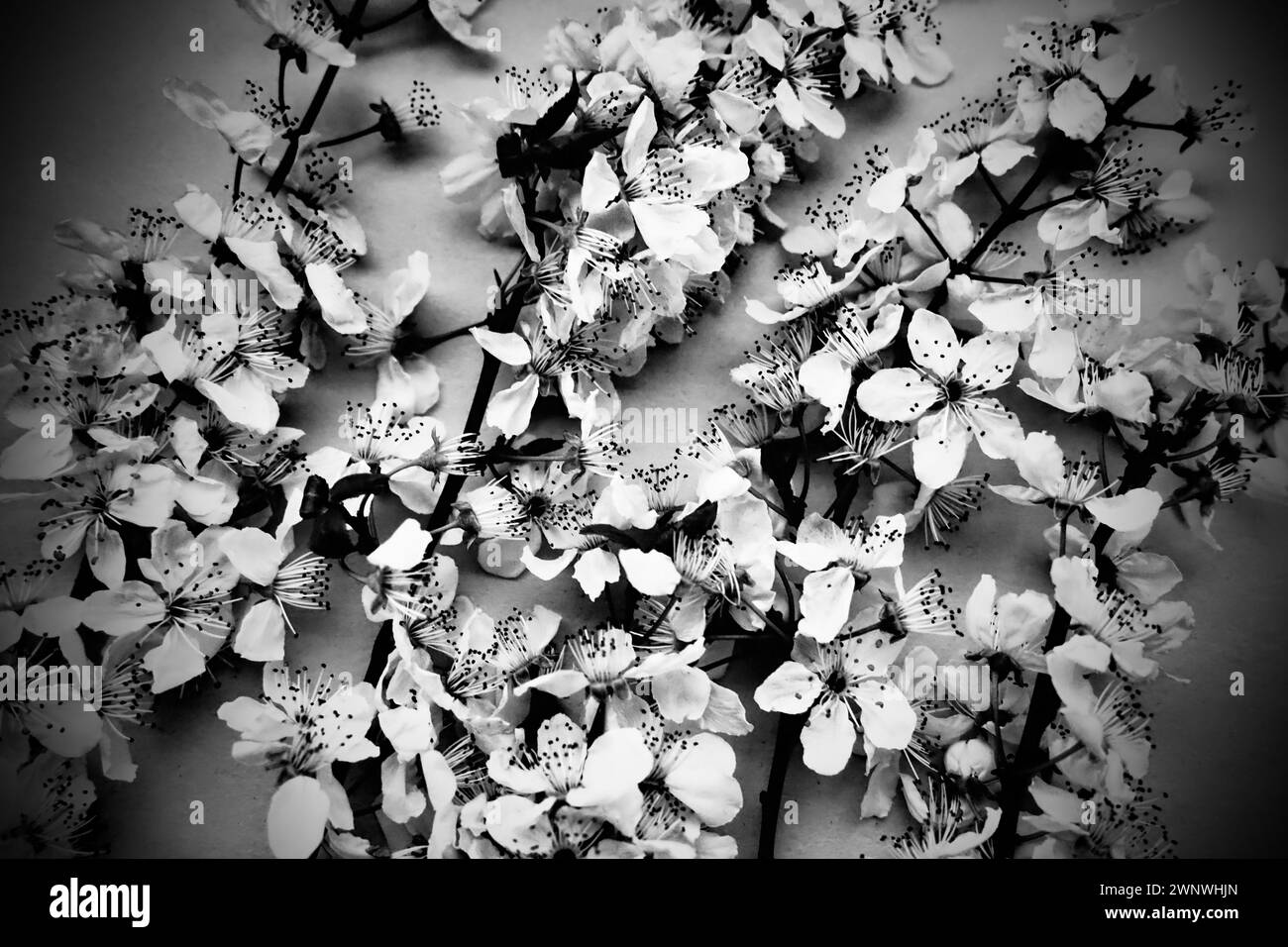 Weiße Blüten von Vogelkirsche. Karte für den Feiertag oder die Einladung. Frühlingszeit. Nebeliges, verschwommenes Foto. Abstrakte sanfte Frühlingsunschärfe. Viele Blumen auf dem Stockfoto