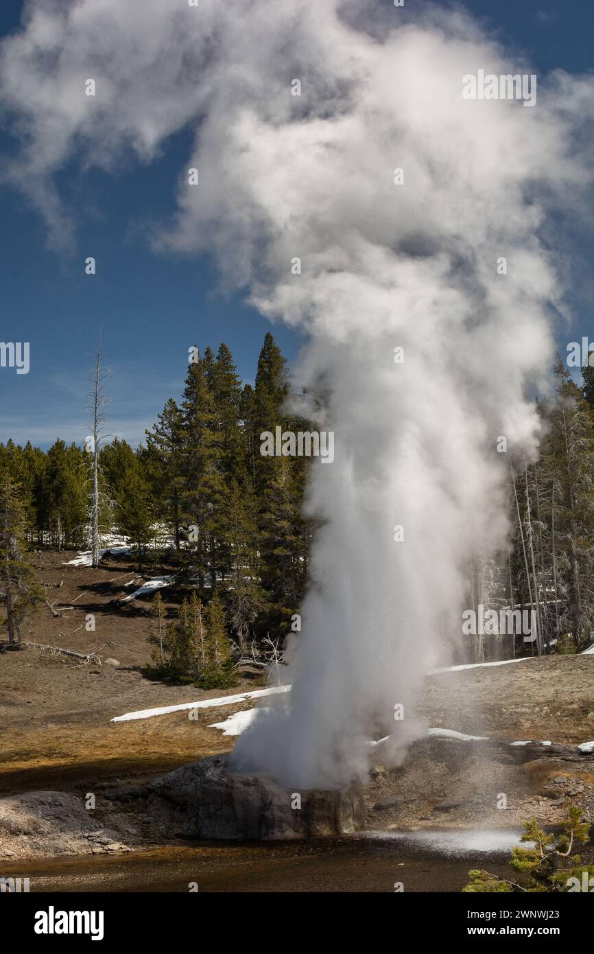 Ein Bild, das die rohe Kraft der Natur einfängt, während ein Geysir ausbricht und Dampf und Wasser in Yellowstone sendet Stockfoto