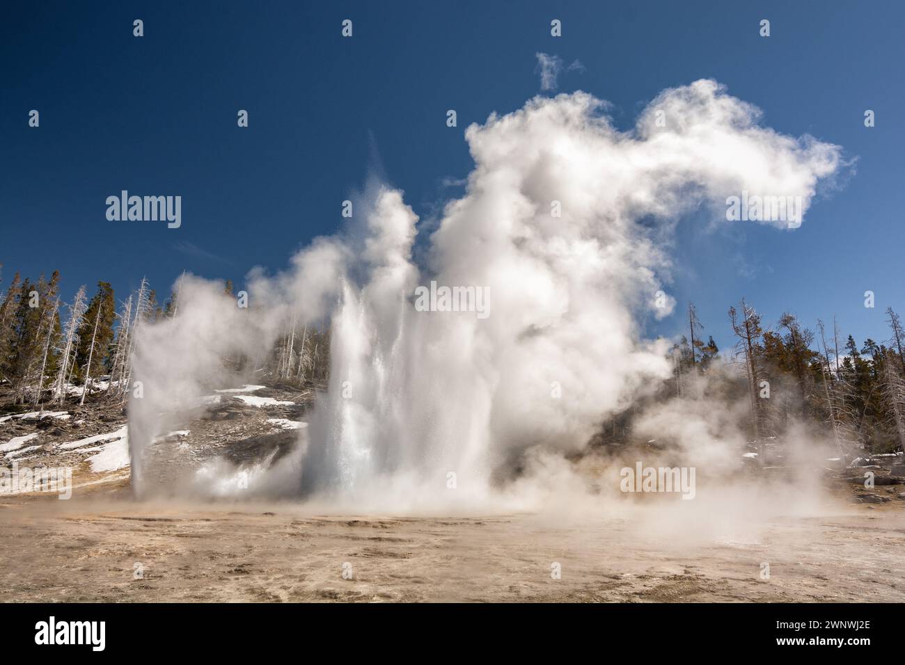 Ein Bild, das die rohe Kraft der Natur einfängt, während ein Geysir ausbricht und Dampf und Wasser in Yellowstone sendet Stockfoto