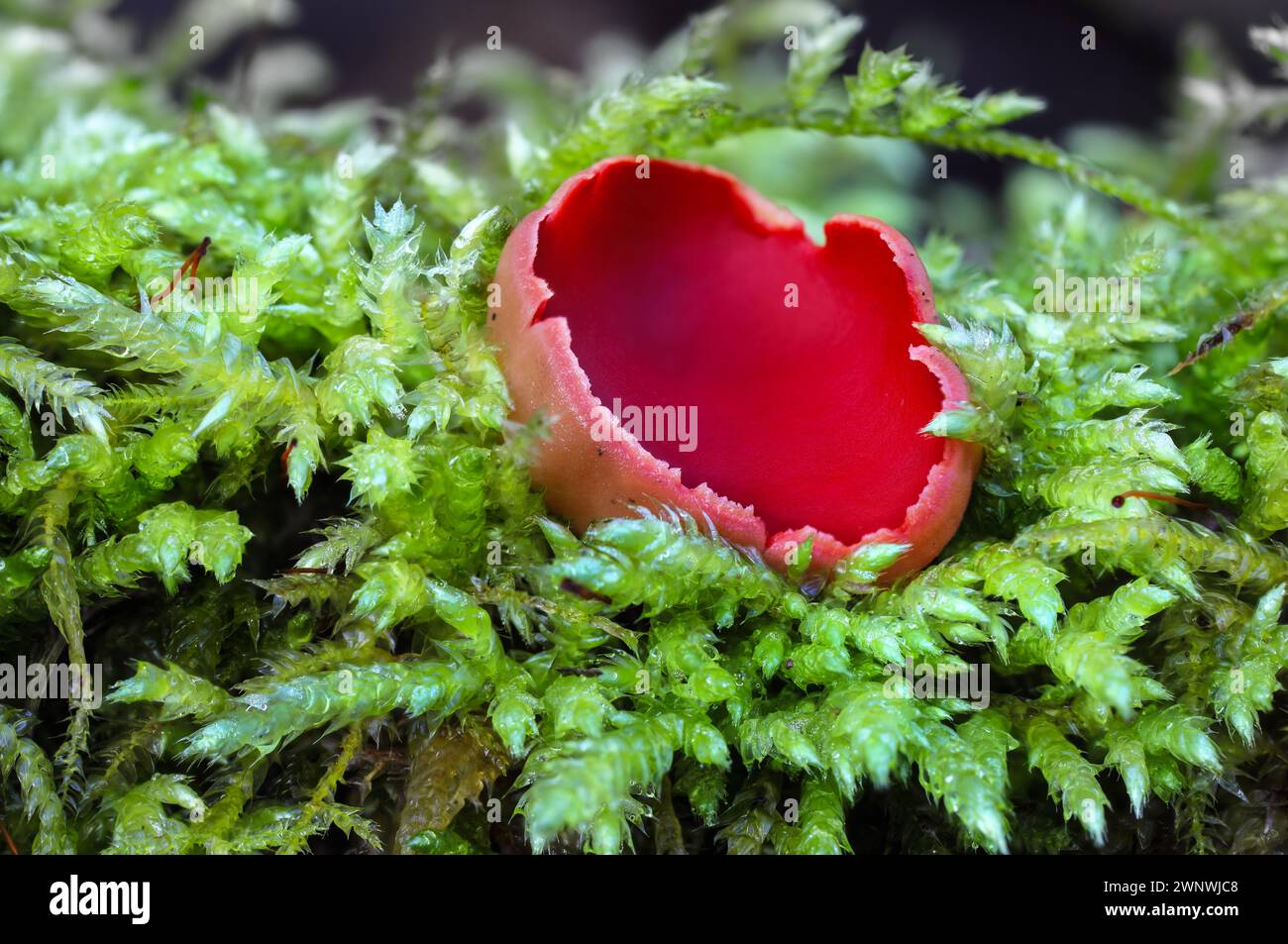 Scarlet Elf Cup Pilze (Sarcoscypha austriaca), Teesdale, County Durham, Vereinigtes Königreich Stockfoto