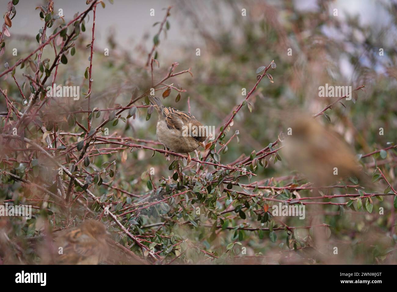 Passant domesticus sitzt auf einem Busch und posiert für ein Foto Stockfoto